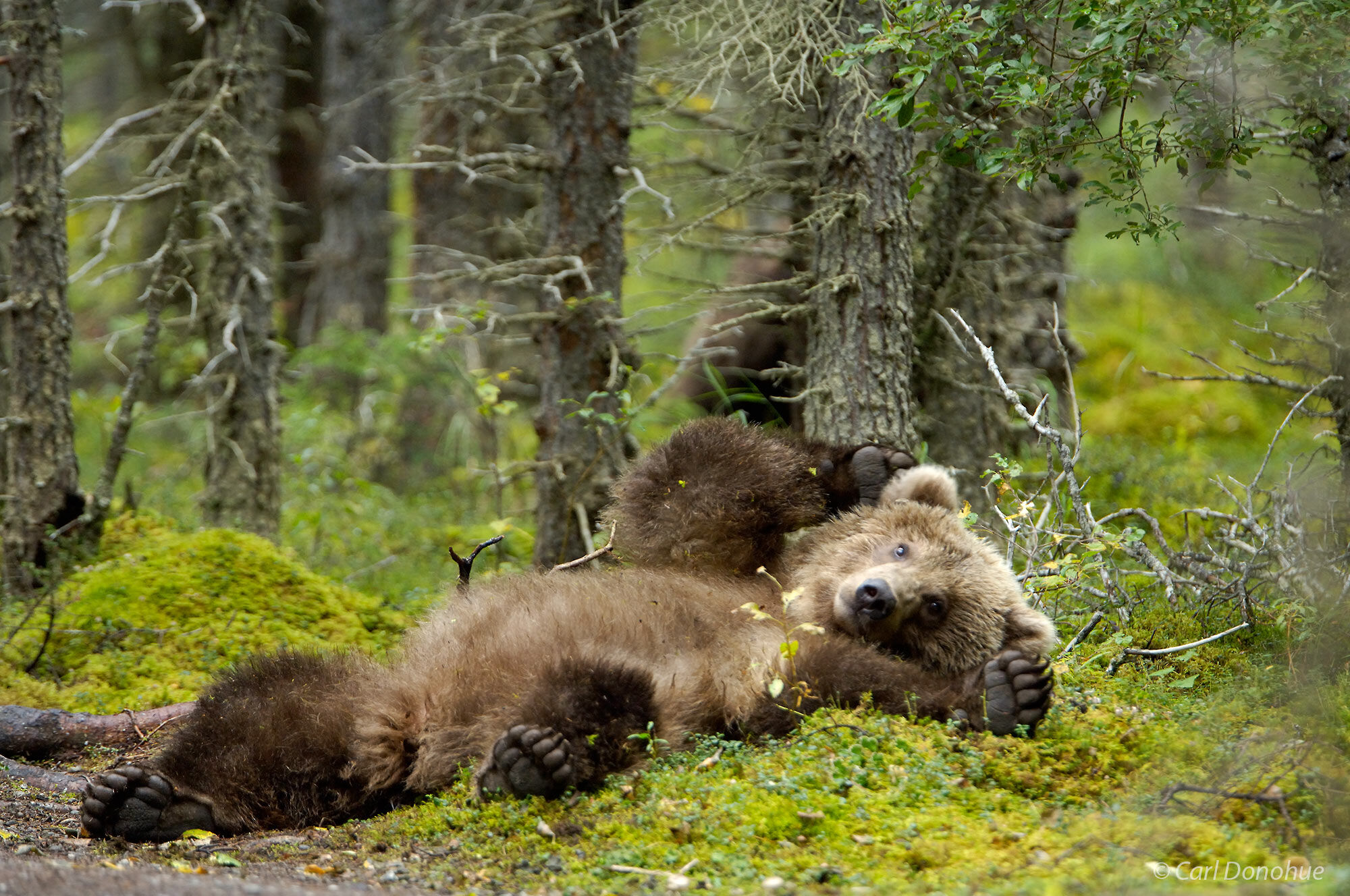 Grizzly Bear cub, stretching on a bed of moss in a spruce forest, Katmai National Park, Alaska, Ursus arctos.