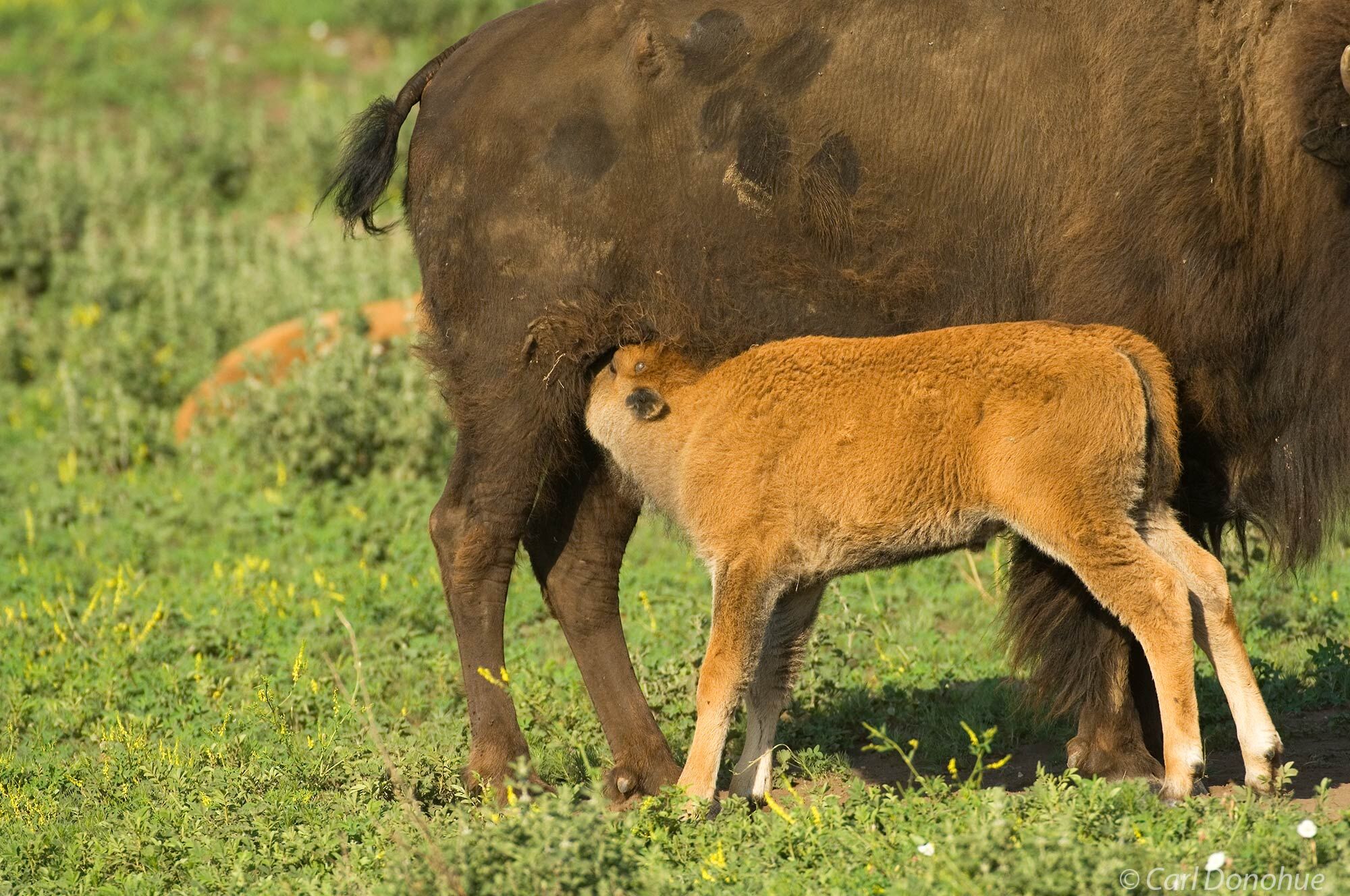 Bison cow nursing a bison calf on the prairies and grasslands of Custer State Park, Black Hills, South Dakota. (Bison bos)