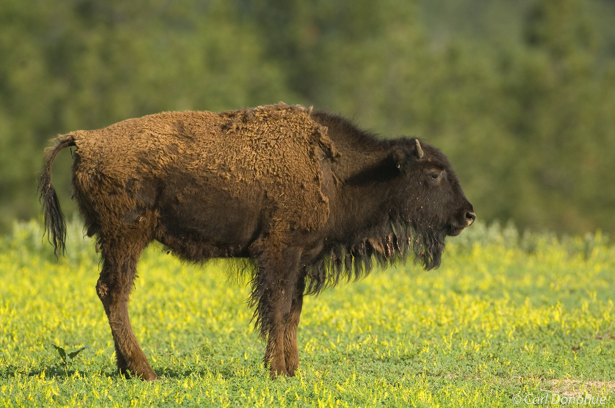 Bison calf on the prairies and grasslands of Custer State Park, Black Hills, South Dakota. (Bison bos)