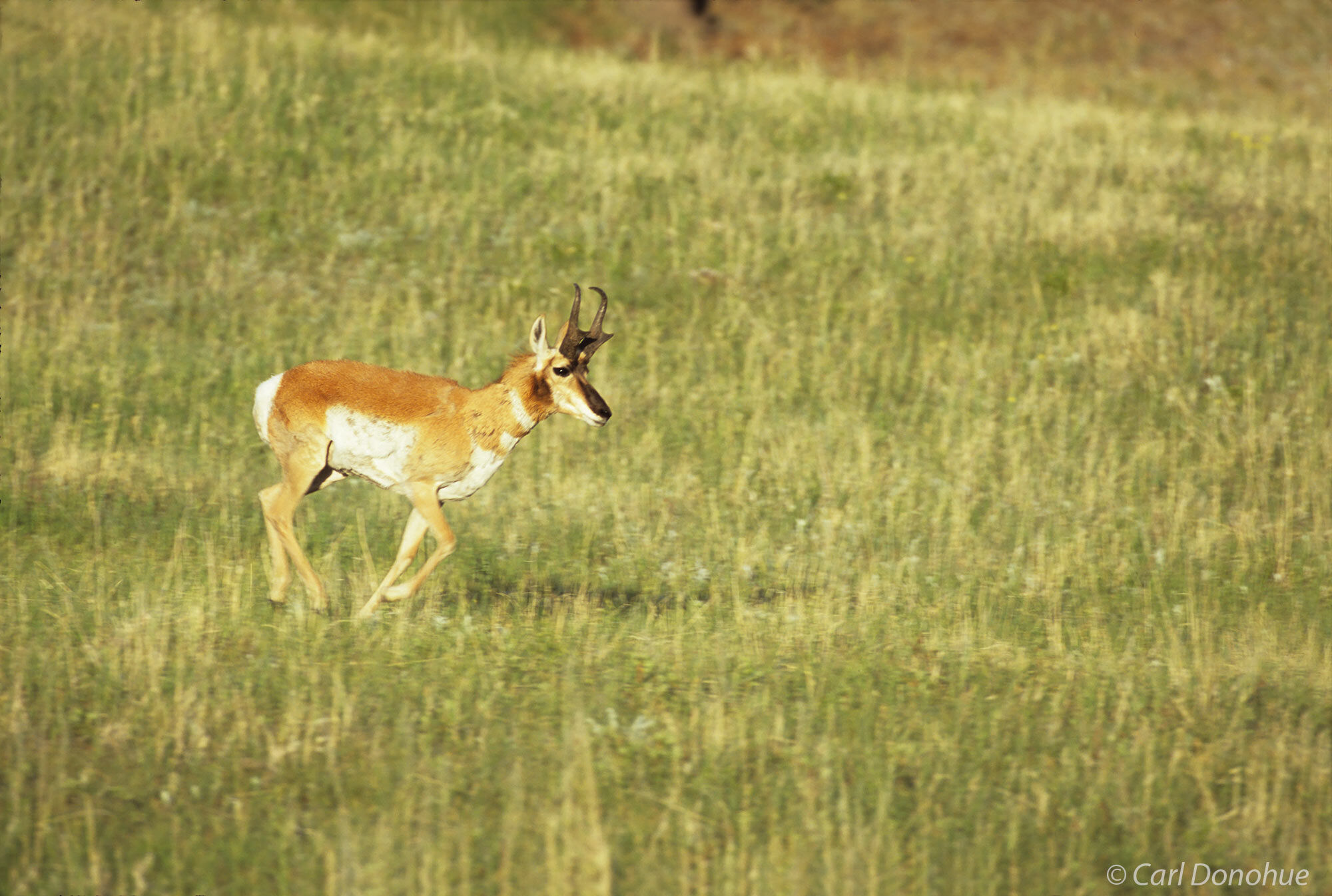 Pronghorn buck, racing across prairie, Custer State Park, South Dakota.