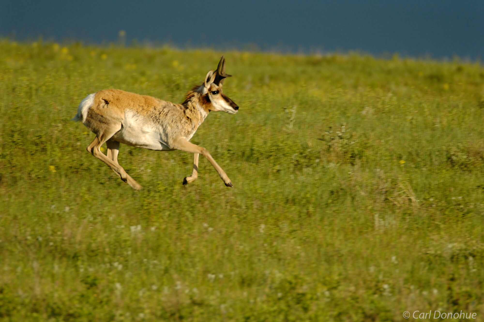 Pronghorn buck, racing across prairie, Custer State Park, South Dakota. Antilocapra americana.
