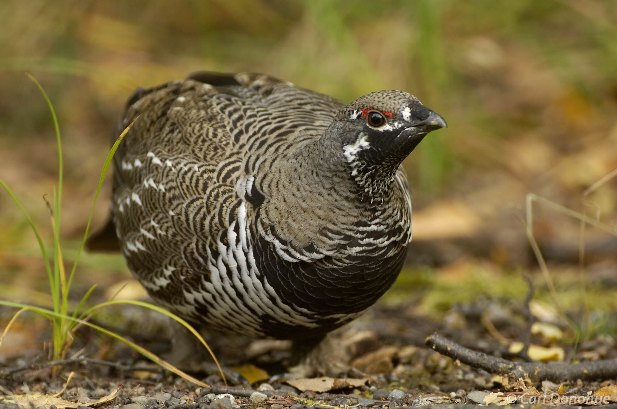A male spruce grouse, in breeding plumage, on the forest floor, Katmai National Park, Alaska. The Male Spruce Grouse is a beautiful...