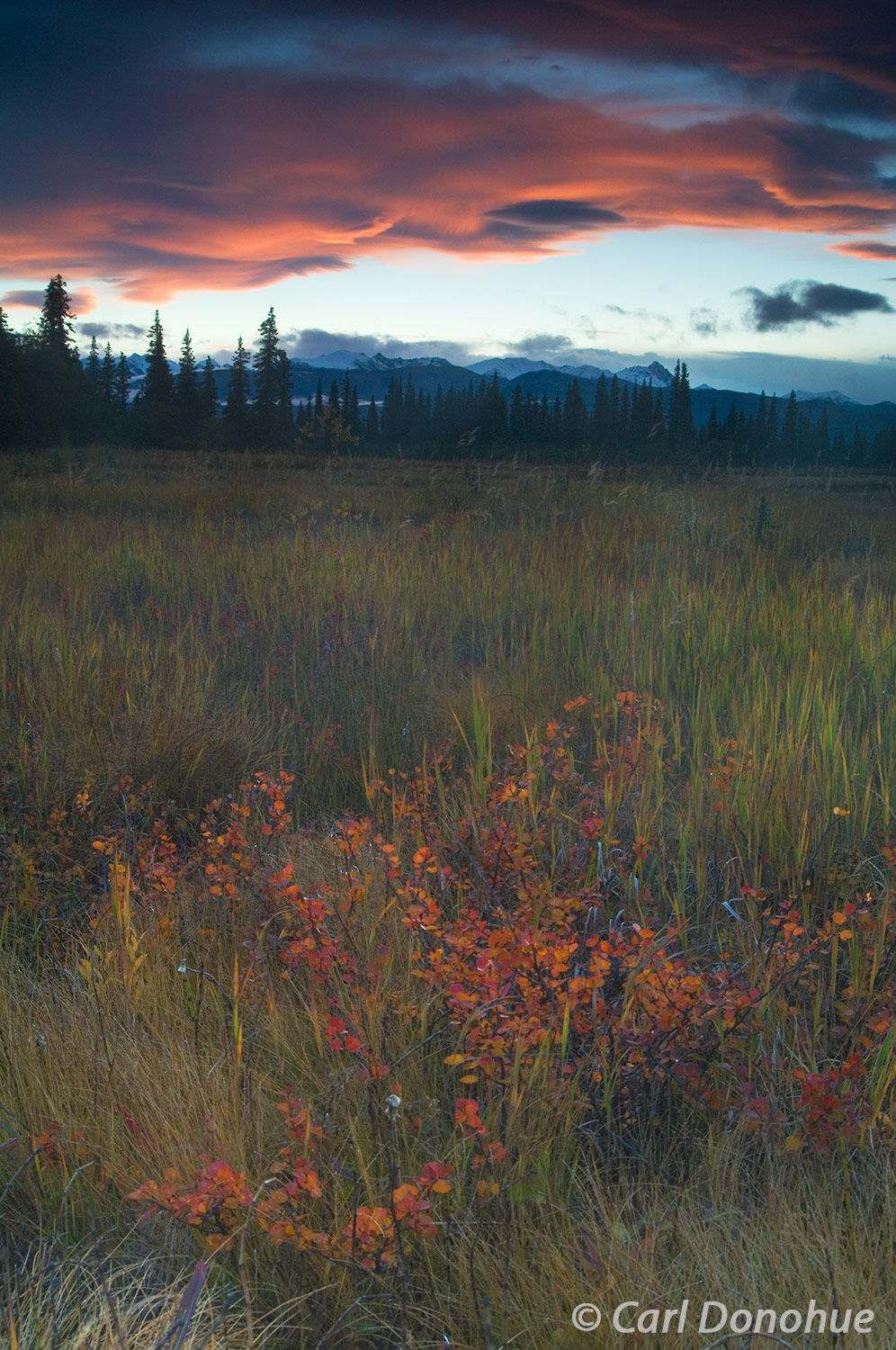 Dwarf Birch and marsh grass in fall colors, near Denali National Park, at sunset, Alaska.