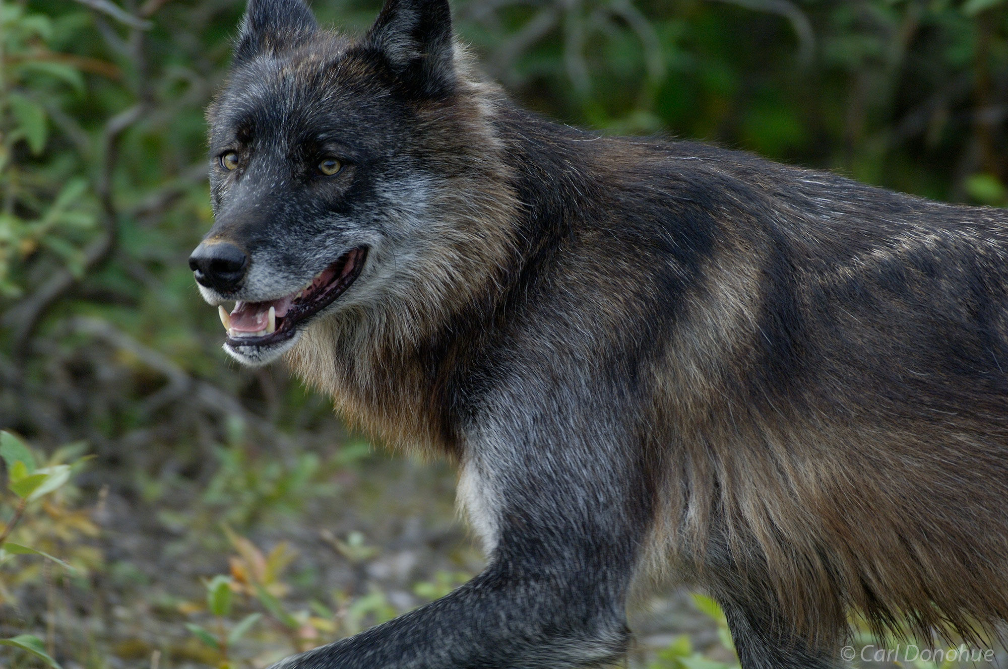 A wild black wolf, alpha male of the Toklat pack, Denali National Park, Alaska.
