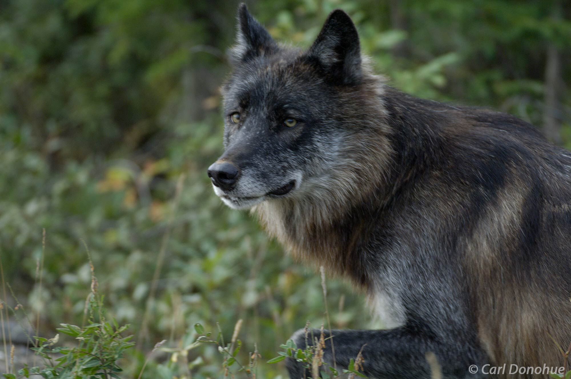 Wild black wolf, Denali National Park, Alaska, Canis lupus.