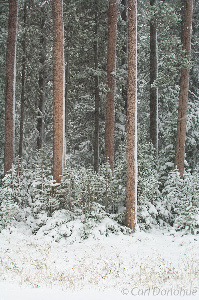 Pine forest after snow storm, Lewis and Clark National Forest, Montana.