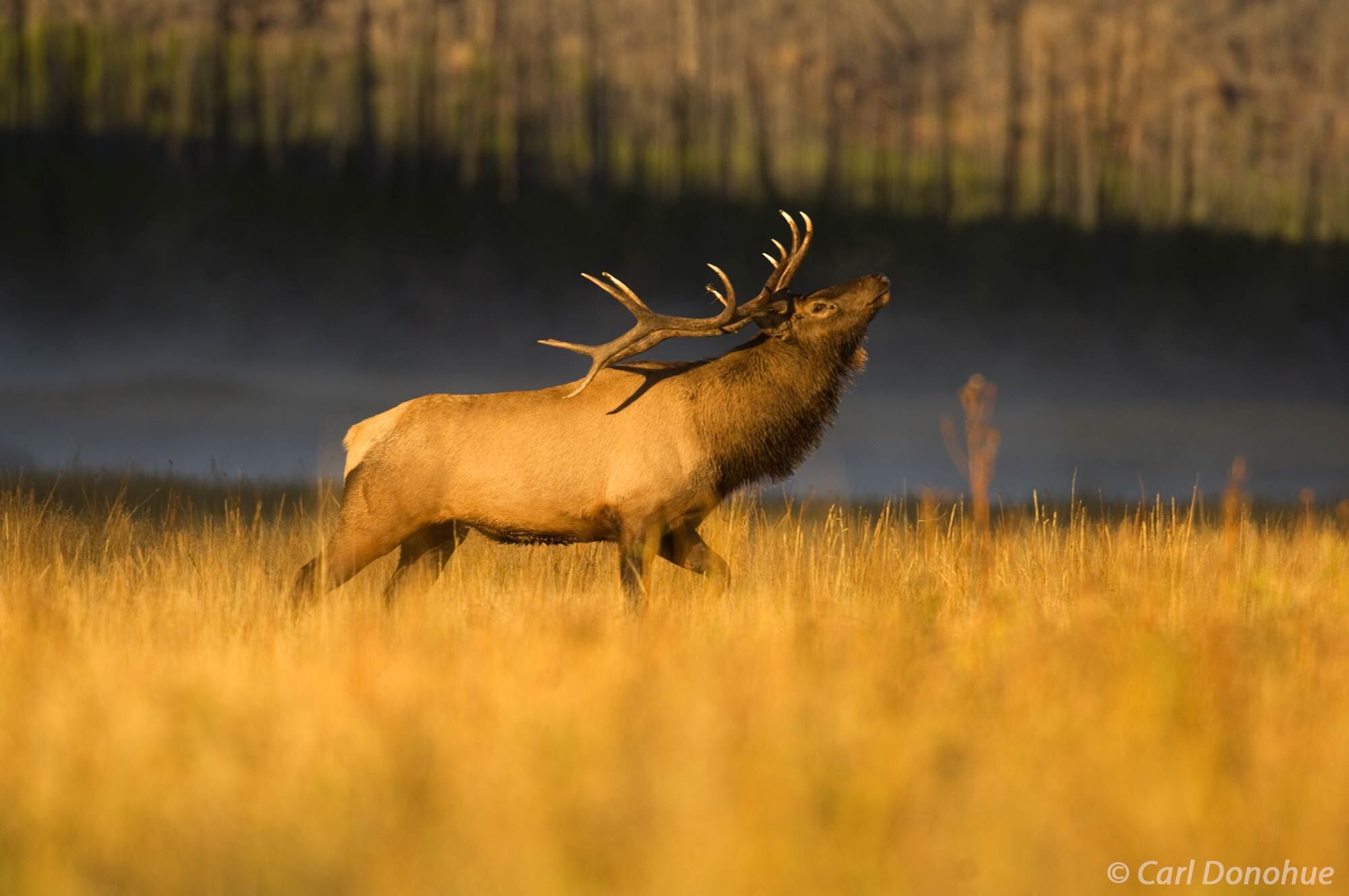 Bull elk posturing in front of his herd, early morning light, Madison River, Yellowstone National Park, Wyoming.