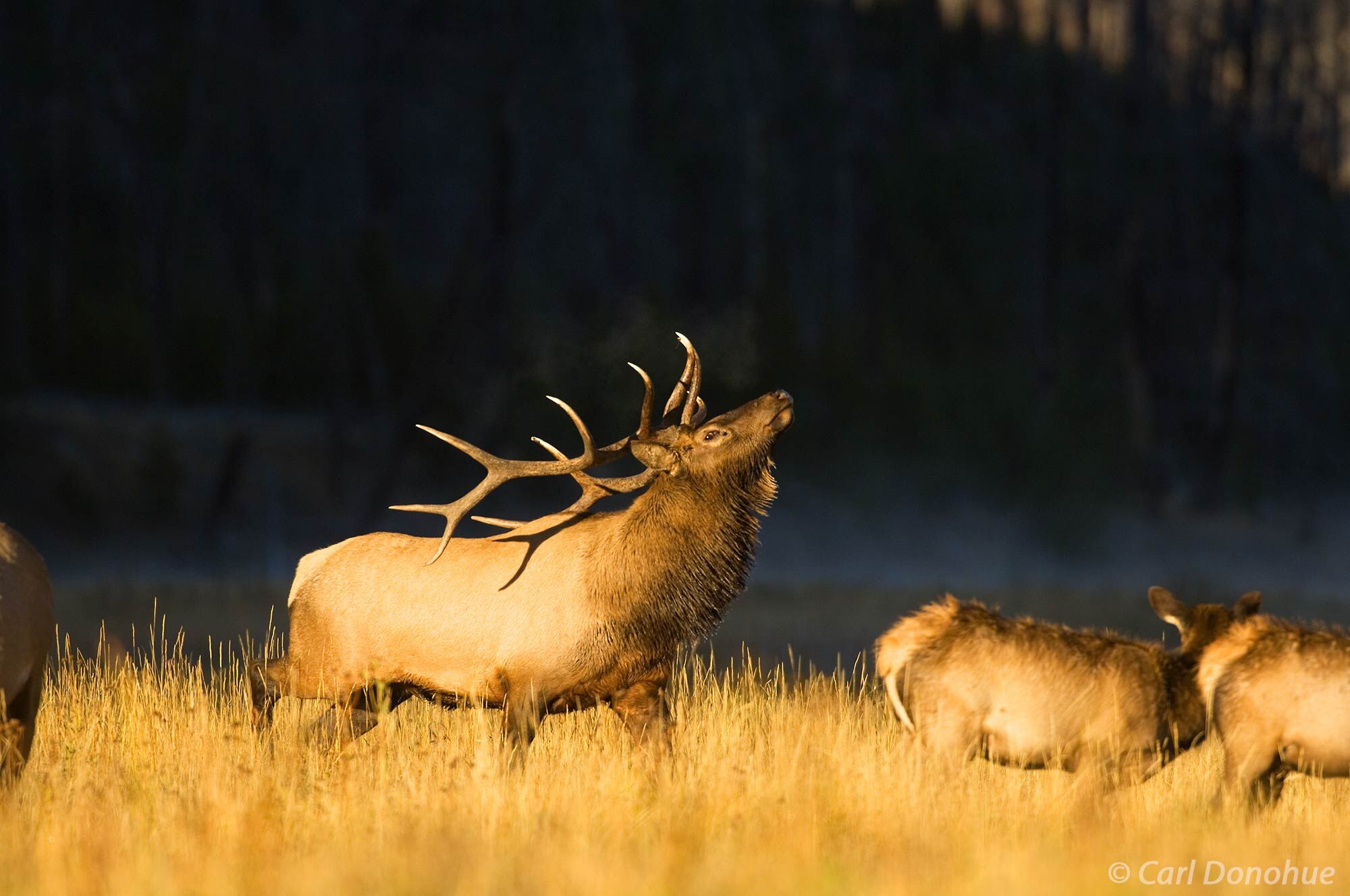 Bull elk posturing in front of his herd, early morning light, Madison River, Yellowstone National Park, Wyoming.