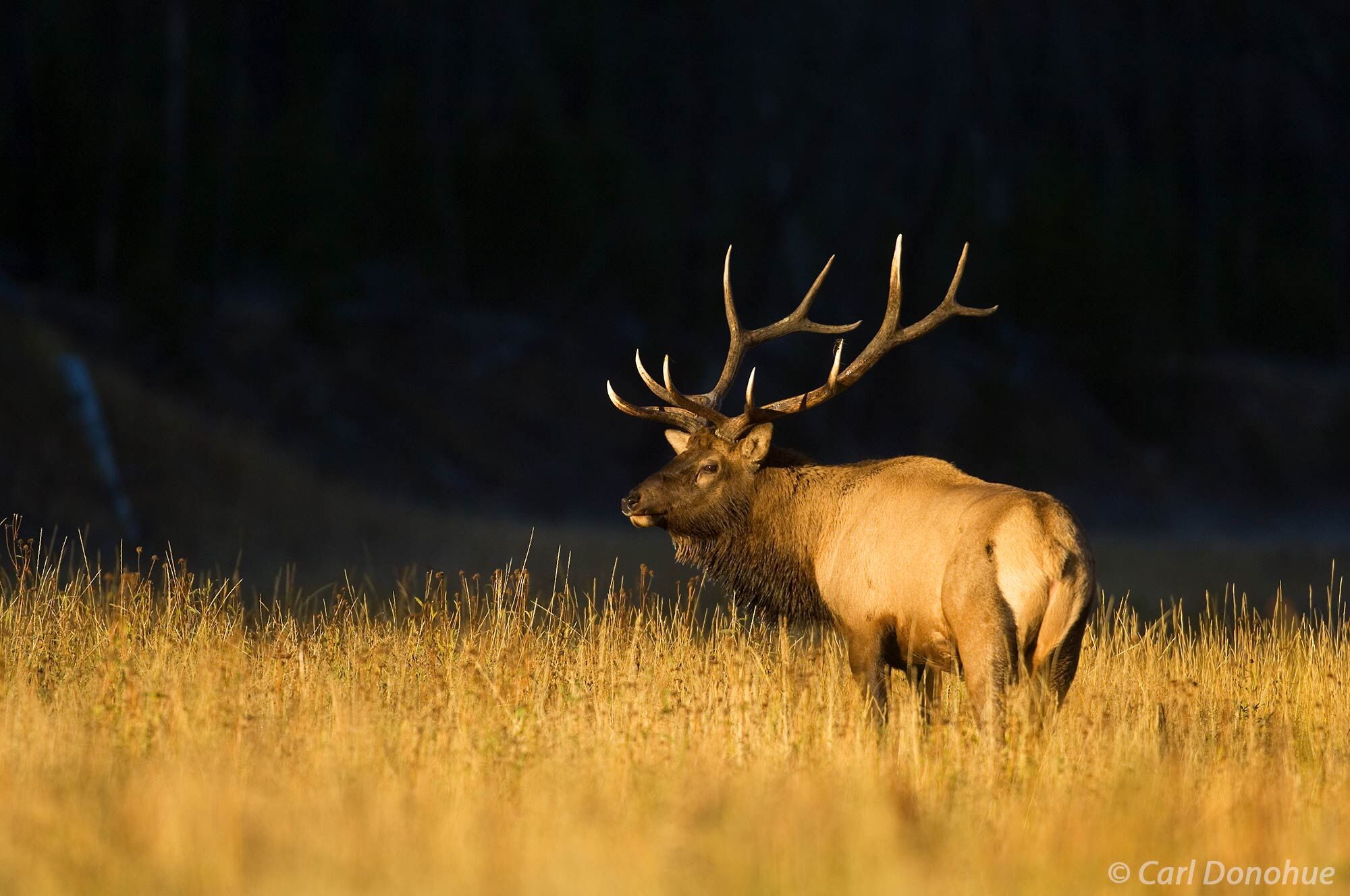 Bull elk standing morning light in front of his herd, early morning light, Madison River, Yellowstone National Park, Wyoming.