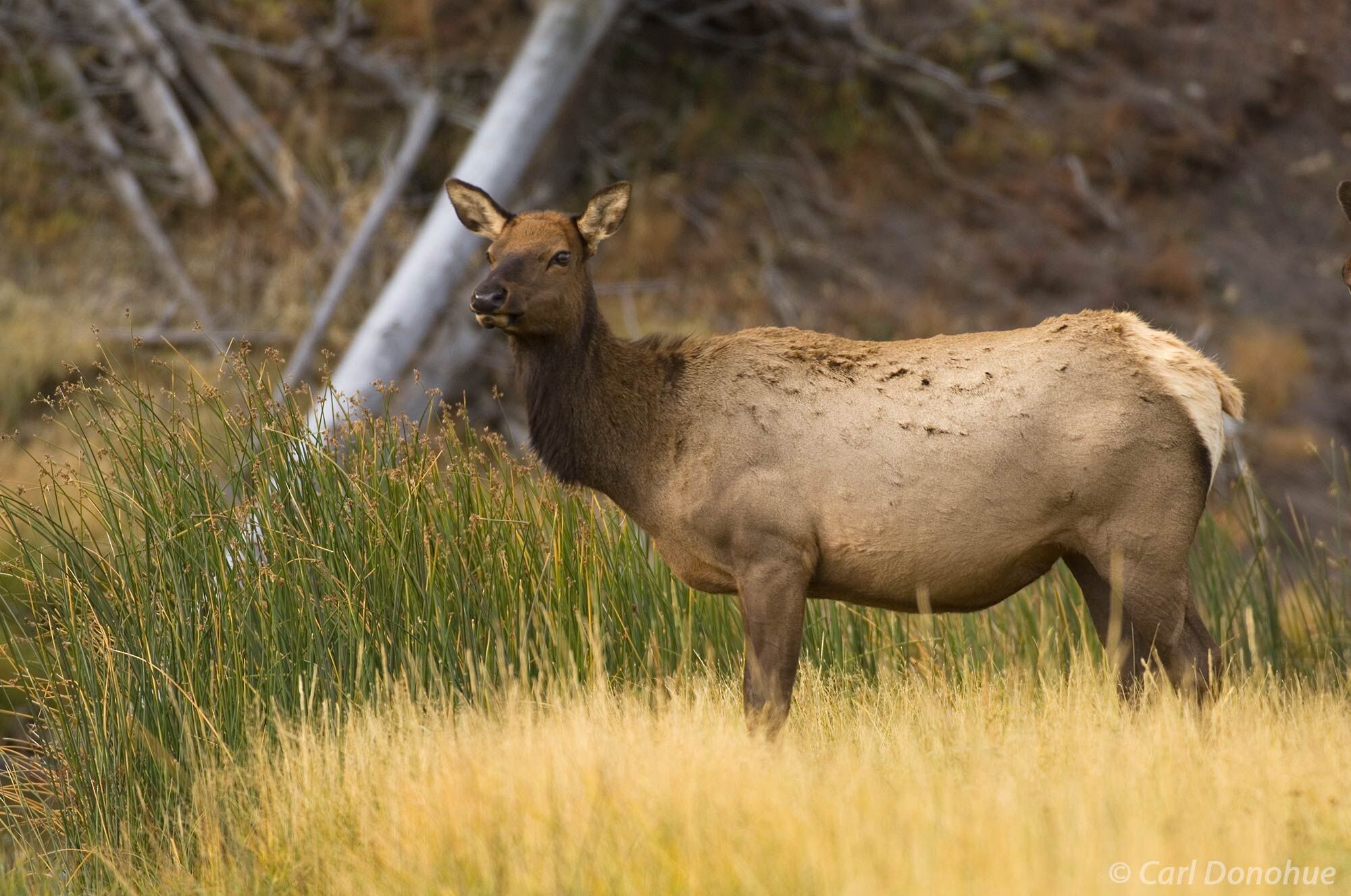 Cow elk photo, standing near Madison River in a meadow in Yellowstone National Park, Wyoming