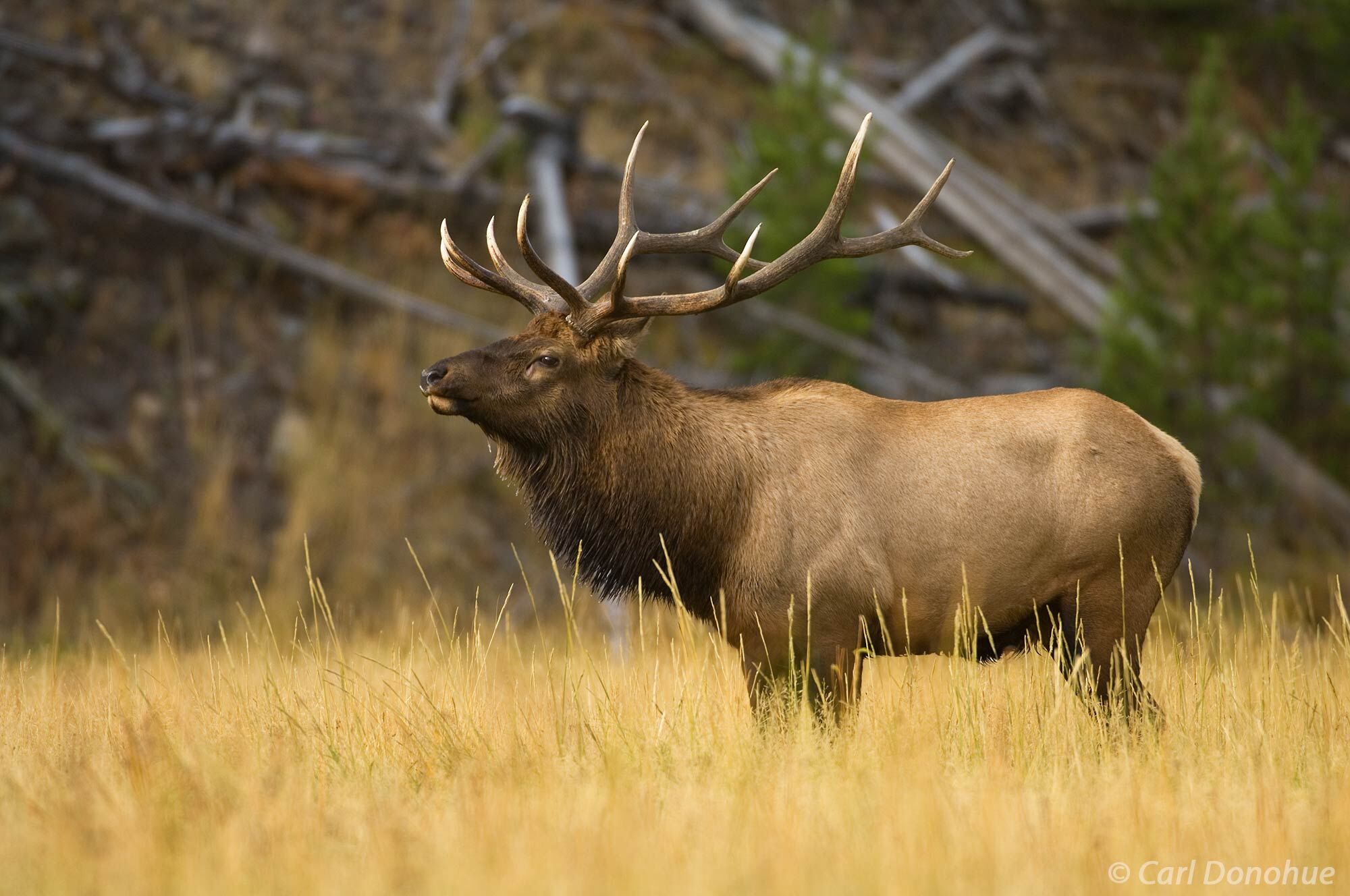 Bull elk bugling in the early morning hours, Yellowstone National Park, Wyoming.
