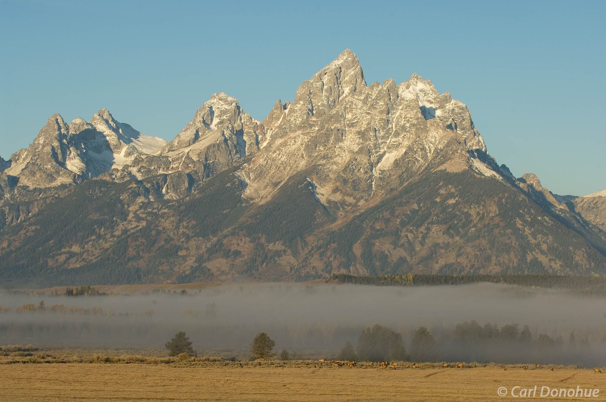 Grand Tetons at dawn, with elk herd, Grand Teton National Park, Wyoming.