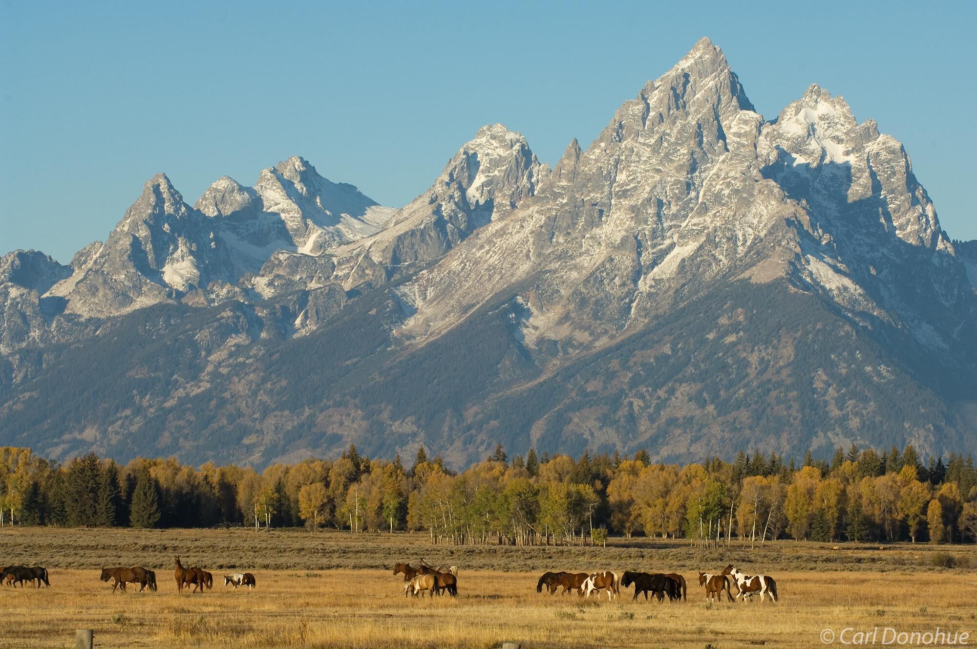 The Grand Tetons in the early morning, one fine fall day, a small band of horses in the foreground, Grand Teton National Park...