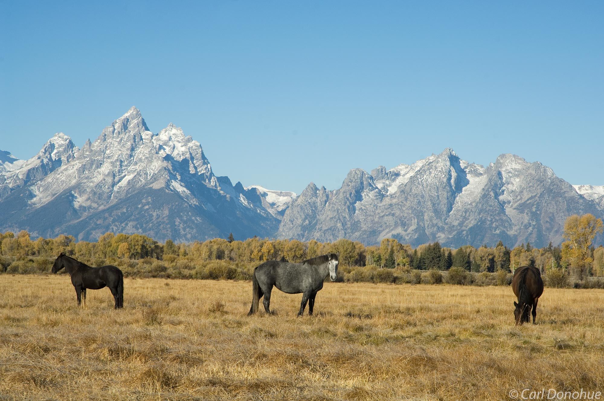 Grand Tetons at dawn, a small band of horses in the foreground, Grand Teton National Park, Wyoming.