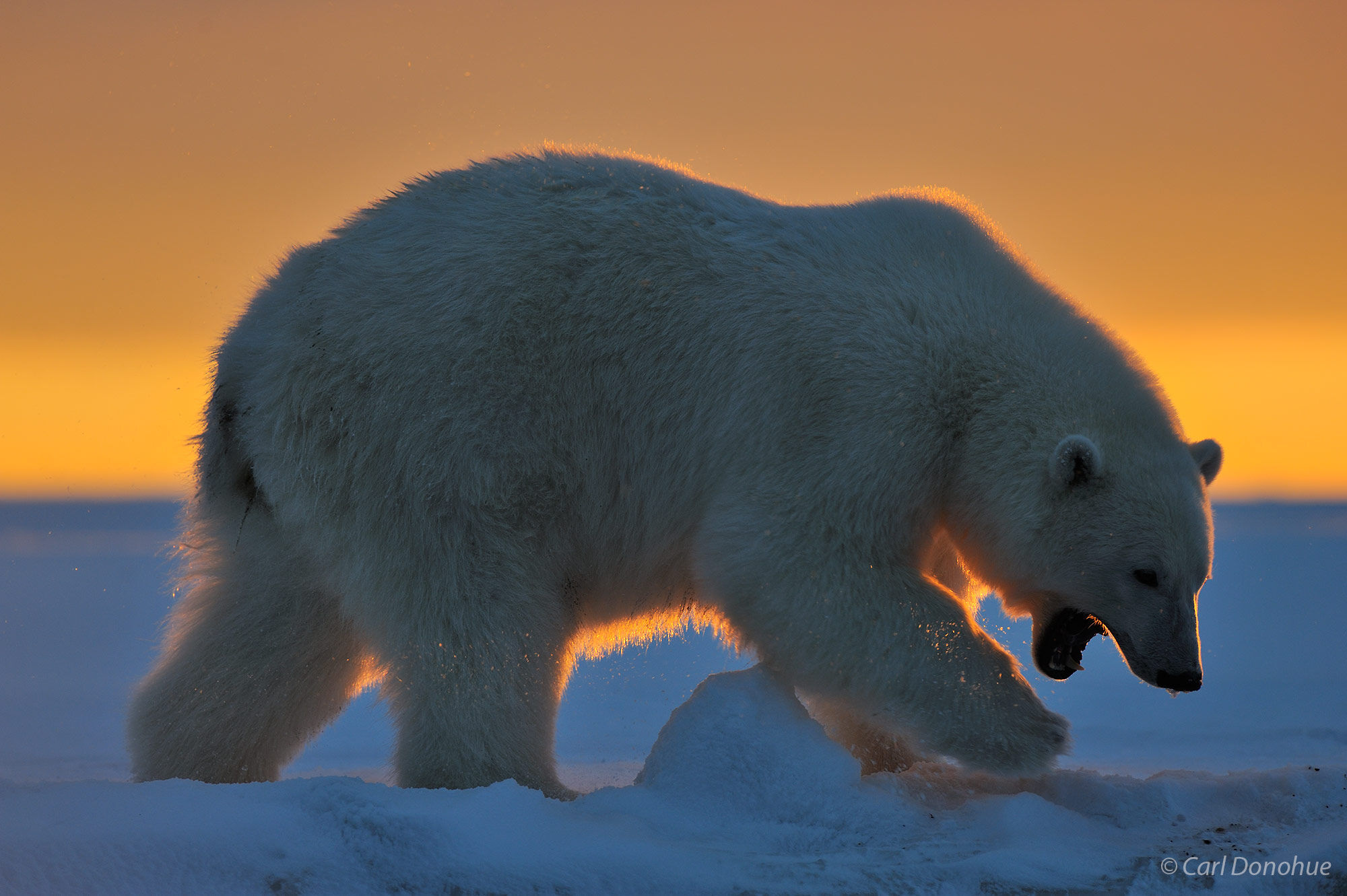 Polar Bear at sunrise, Arctic National Wildlife Refuge, Alaska.