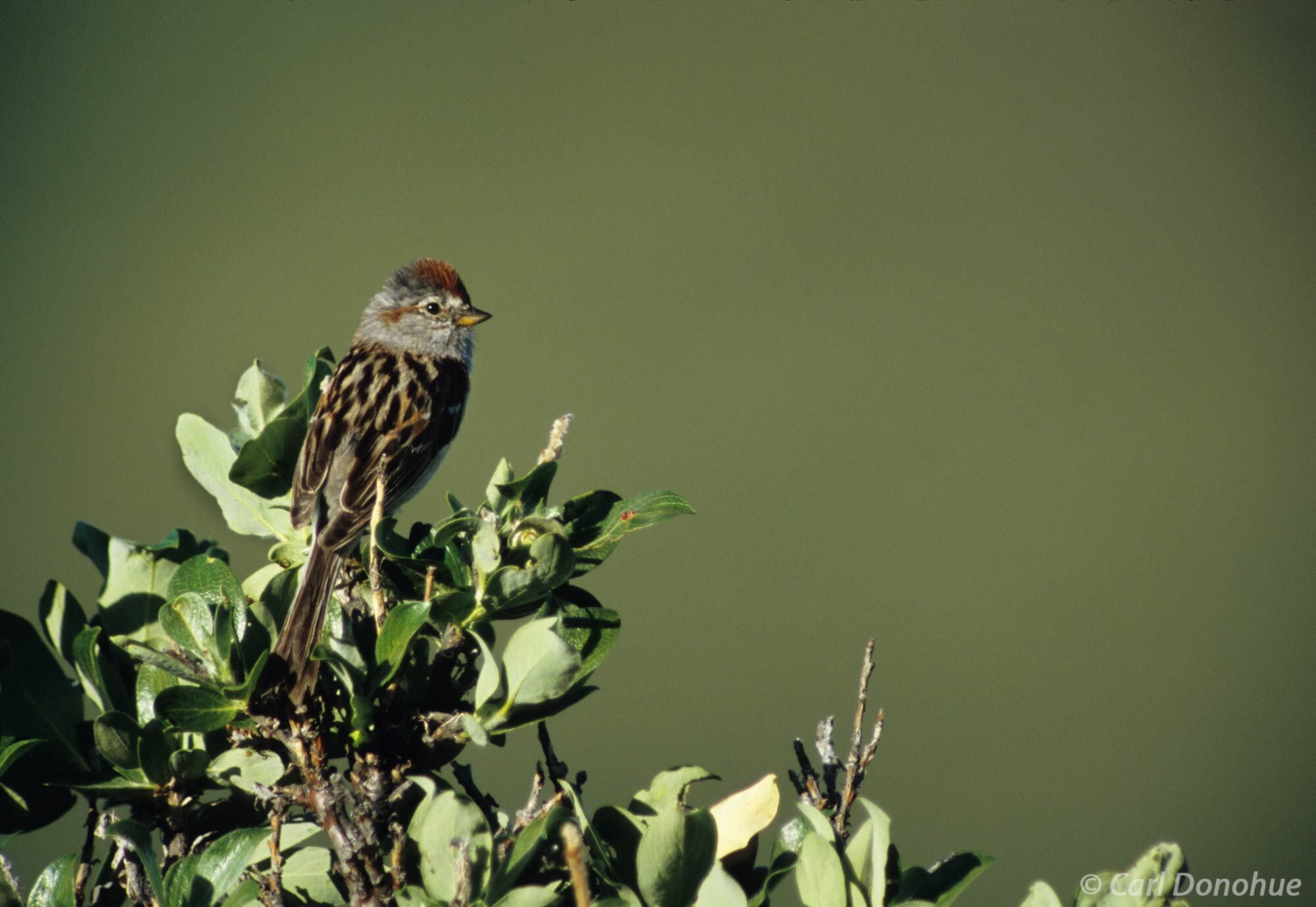 An American Tree Sparrow sits perched on a leafy branch in Wrangell-St. Elias National Park, its small form silhouetted against...