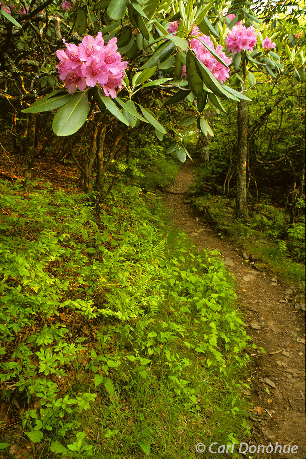 Spring brings a colorful rhododendron bloom, Tray Mountain, along the Appalachian trail, in the North Georgia Mountains.