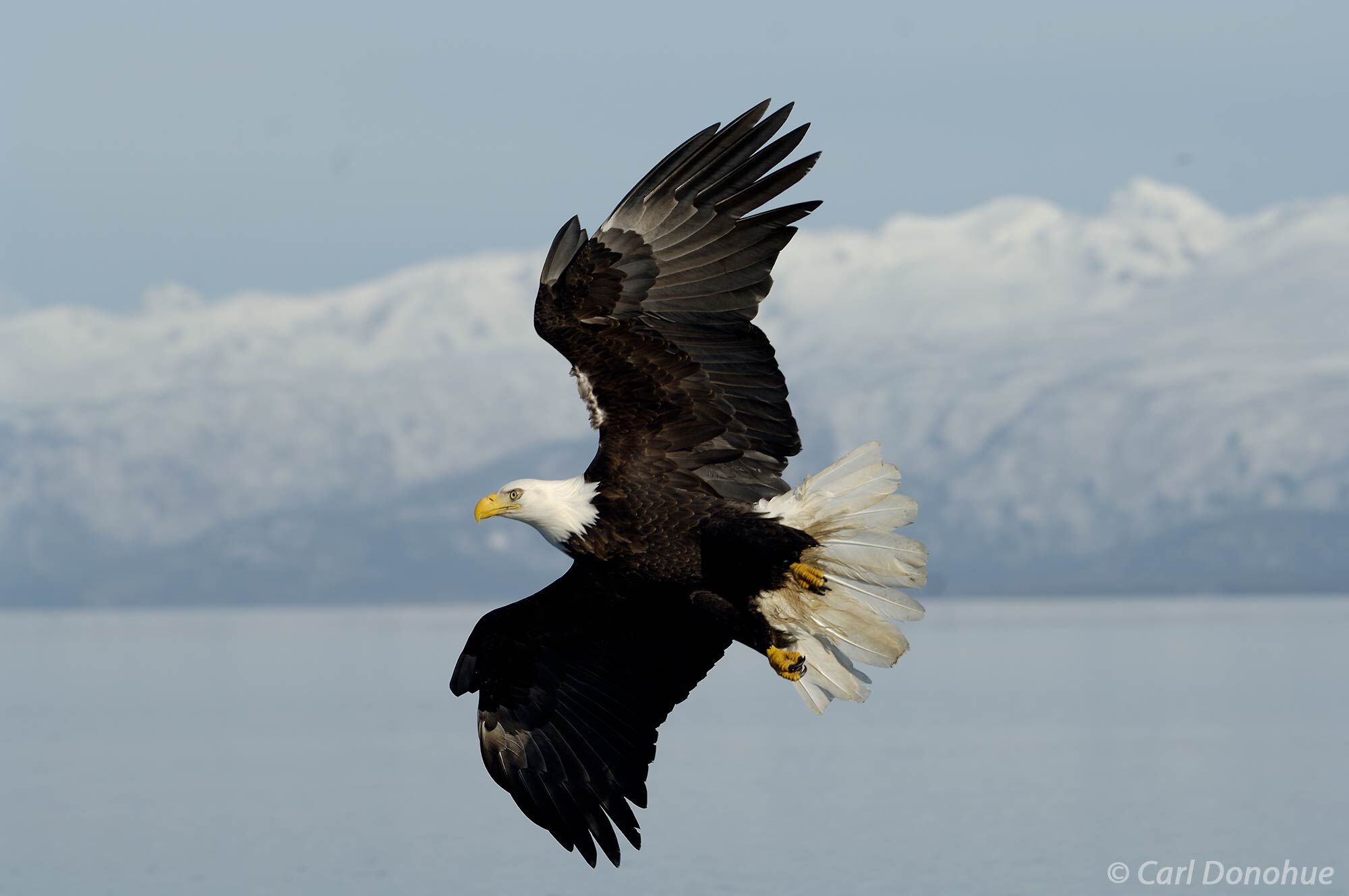 The bald eagle gracefully glides through the air, its powerful wings carrying it towards its next meal: a fish swimming in the...