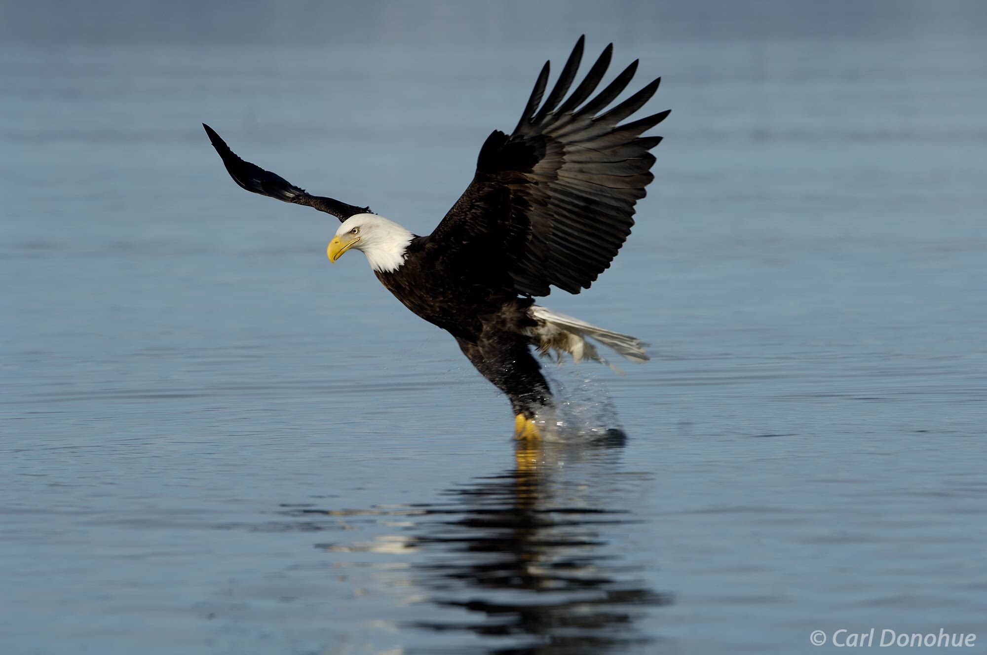 In the wilds of Alaska, the bald eagle is a formidable hunter, using its powerful wings and sharp talons to catch fish from the...