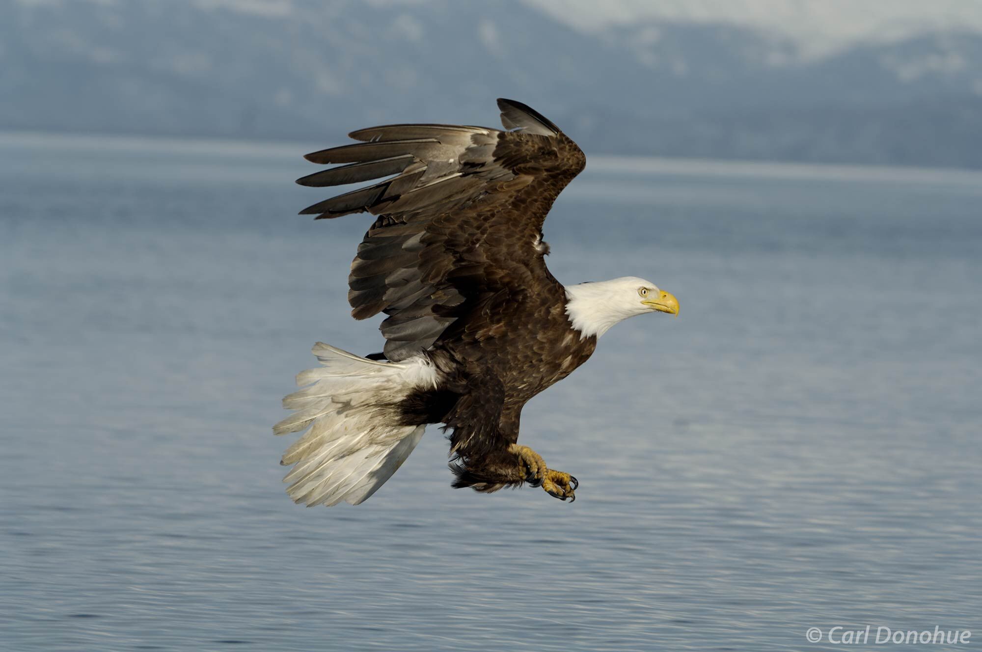 A blur of brown and white, the bald eagle swoops down towards the water, its talons outstretched as it goes in for the catch....