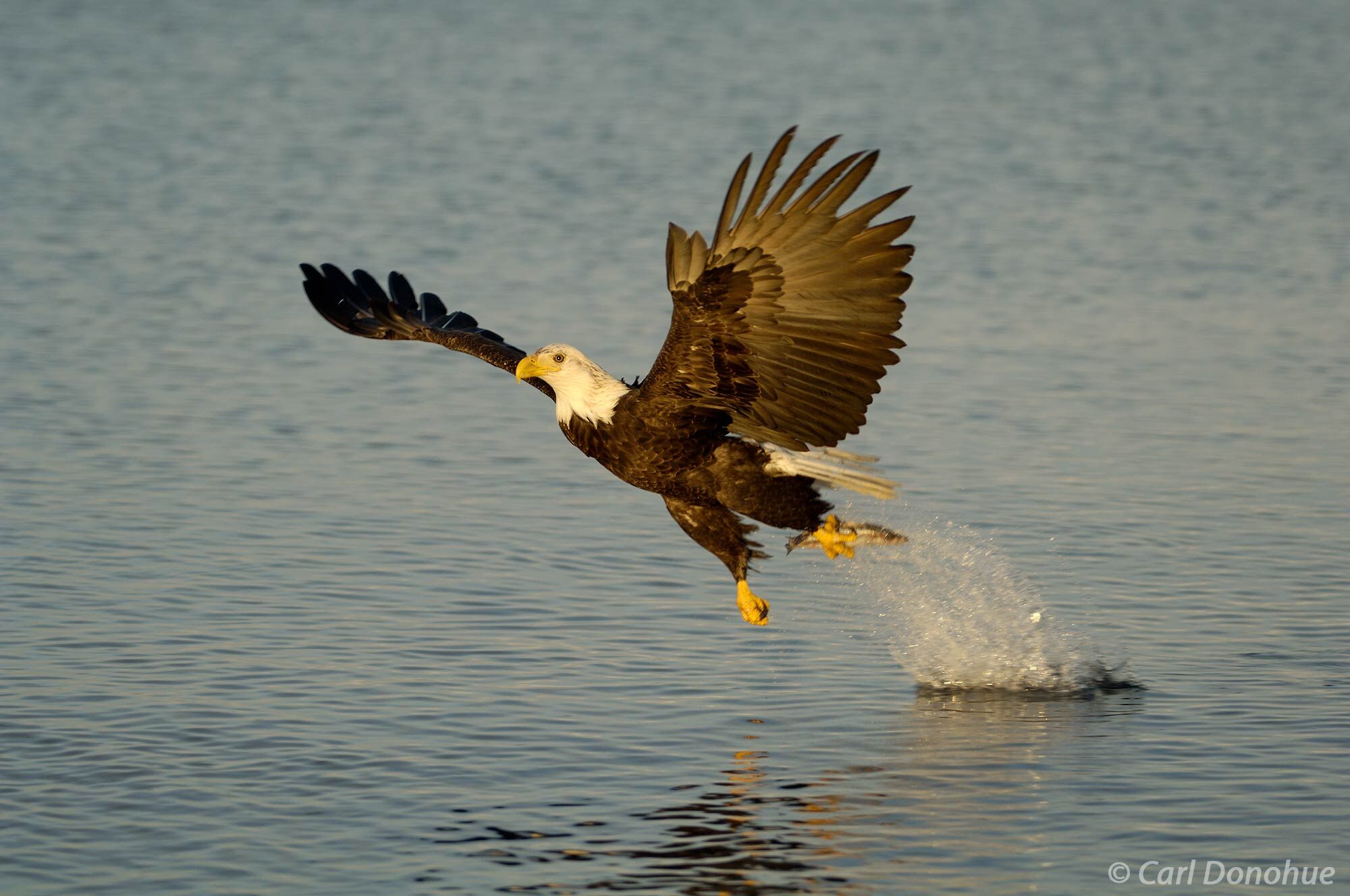The bald eagle's wings stretch wide as it soars through the air, its sharp eyes fixed on the fish swimming below. Bald eagle...