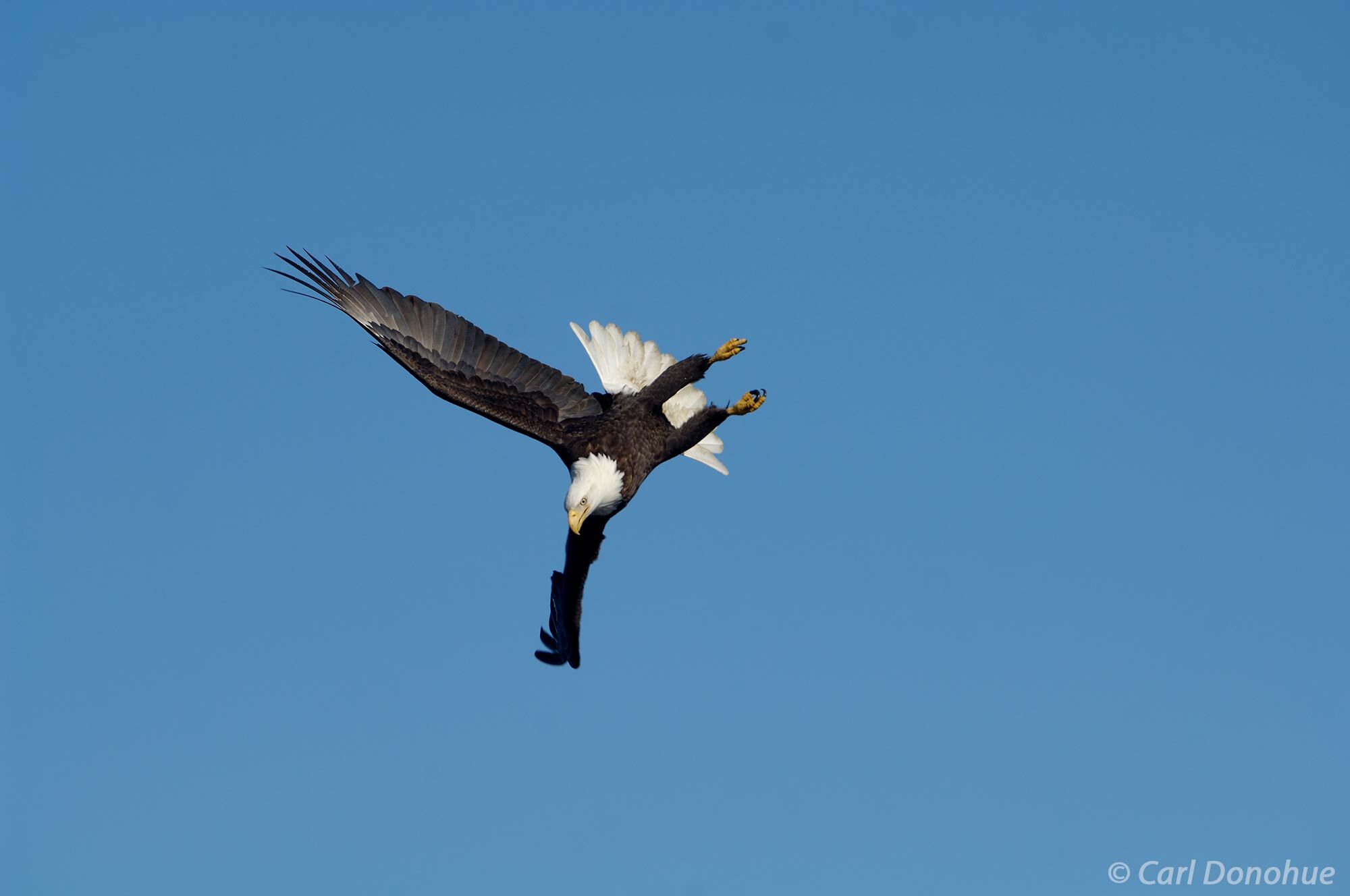The bald eagle gracefully glides above Kachemak Bay, its keen eyes scanning the water for its next meal. Bald eagle fishing in...