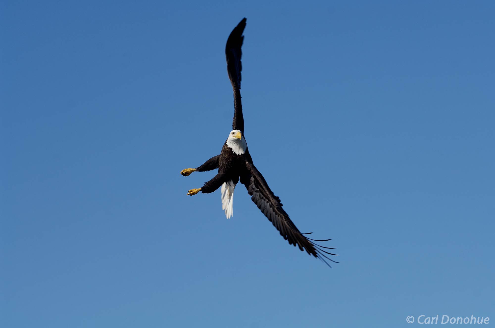The bald eagle's keen eyesight allows it to spot a glint of silver in the water below, and it swiftly dives down to catch the...