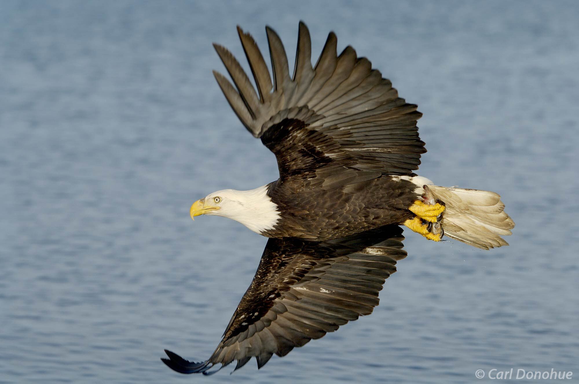 The bald eagle is a formidable predator in the skies above Kachemak Bay, using its sharp talons and powerful wings to catch fish...