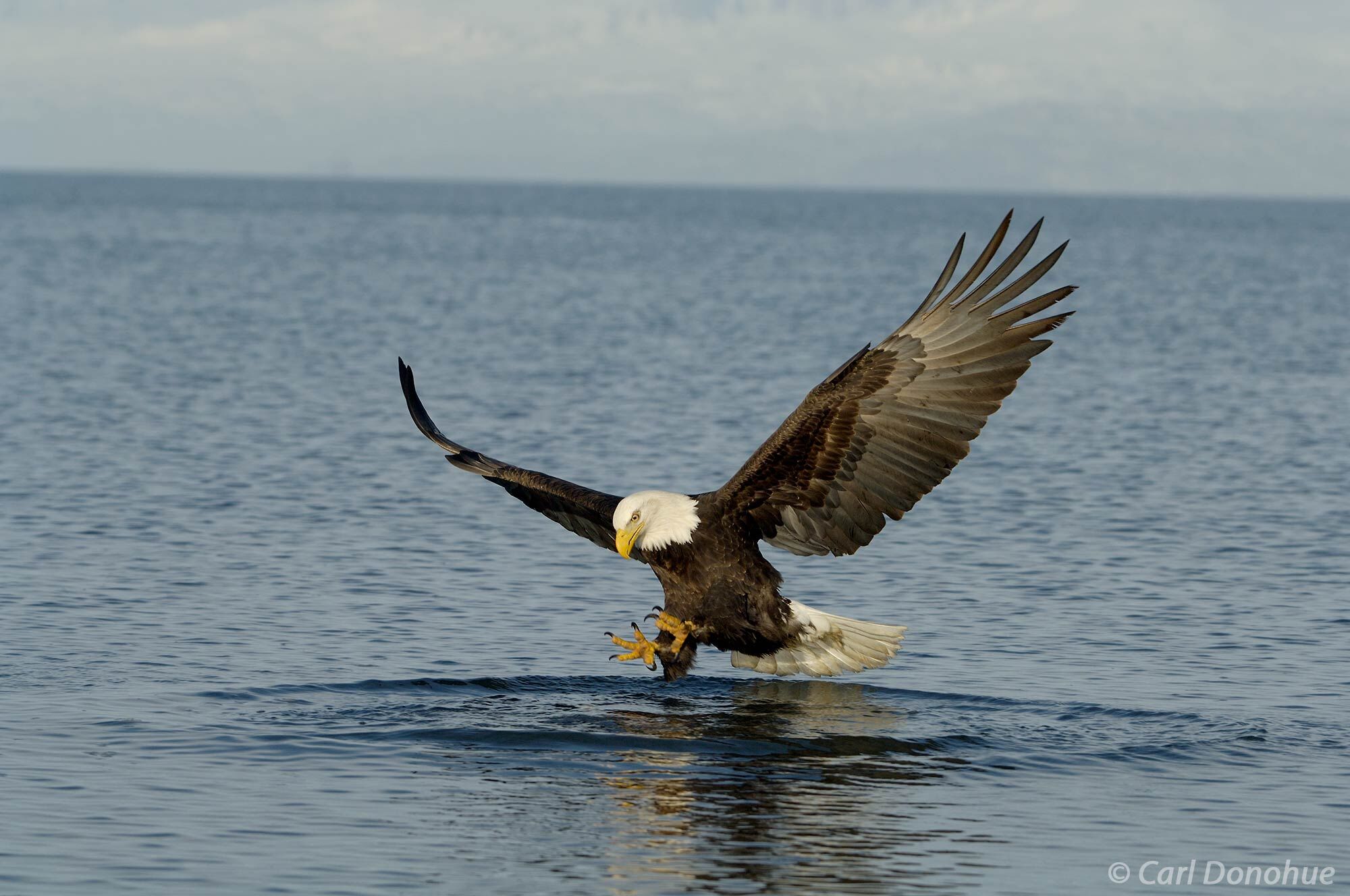 The bald eagle's keen eyesight allows it to spot a fish swimming below, and it quickly swoops down to make the catch. Bald eagle...
