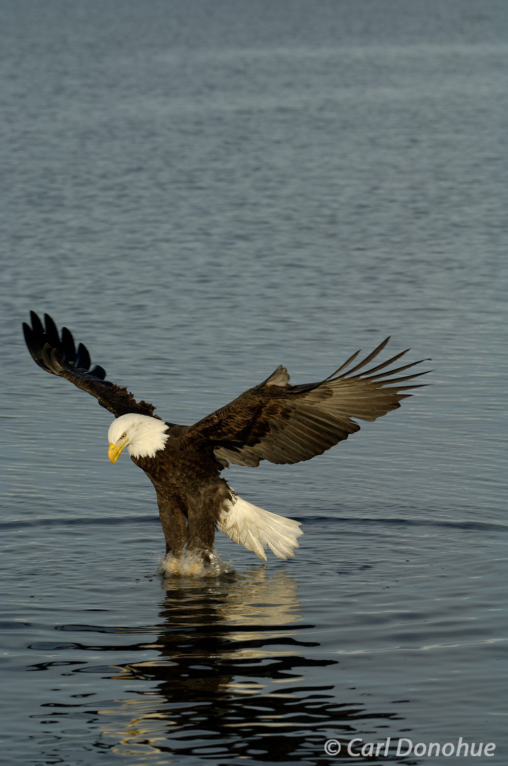 A mature bald eagle successfully snags a fish in its talons in Kachemak Bay, near Homer Alaska. Bald eagle fishing in Kachemak...