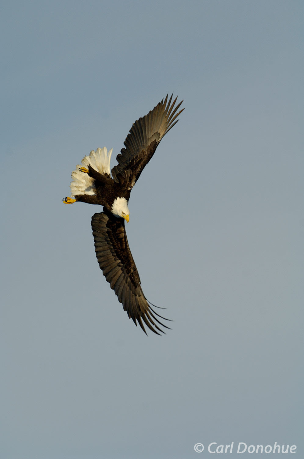 A bald eagle takes to the air in search of its next meal in Kachemak Bay, Alaska. Bald eagle fishing in Kachemak Bay, near Homer...