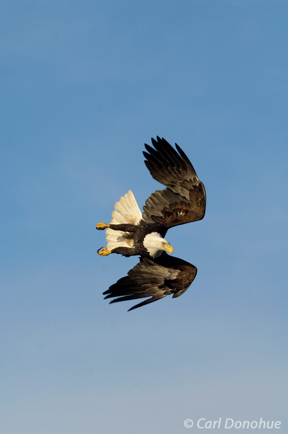 An adult bald eagle searches for fish in Kachemak Bay, Alaska. Bald eagle fishing in Kachemak Bay, near Homer, Alaska. Haliaeetus...