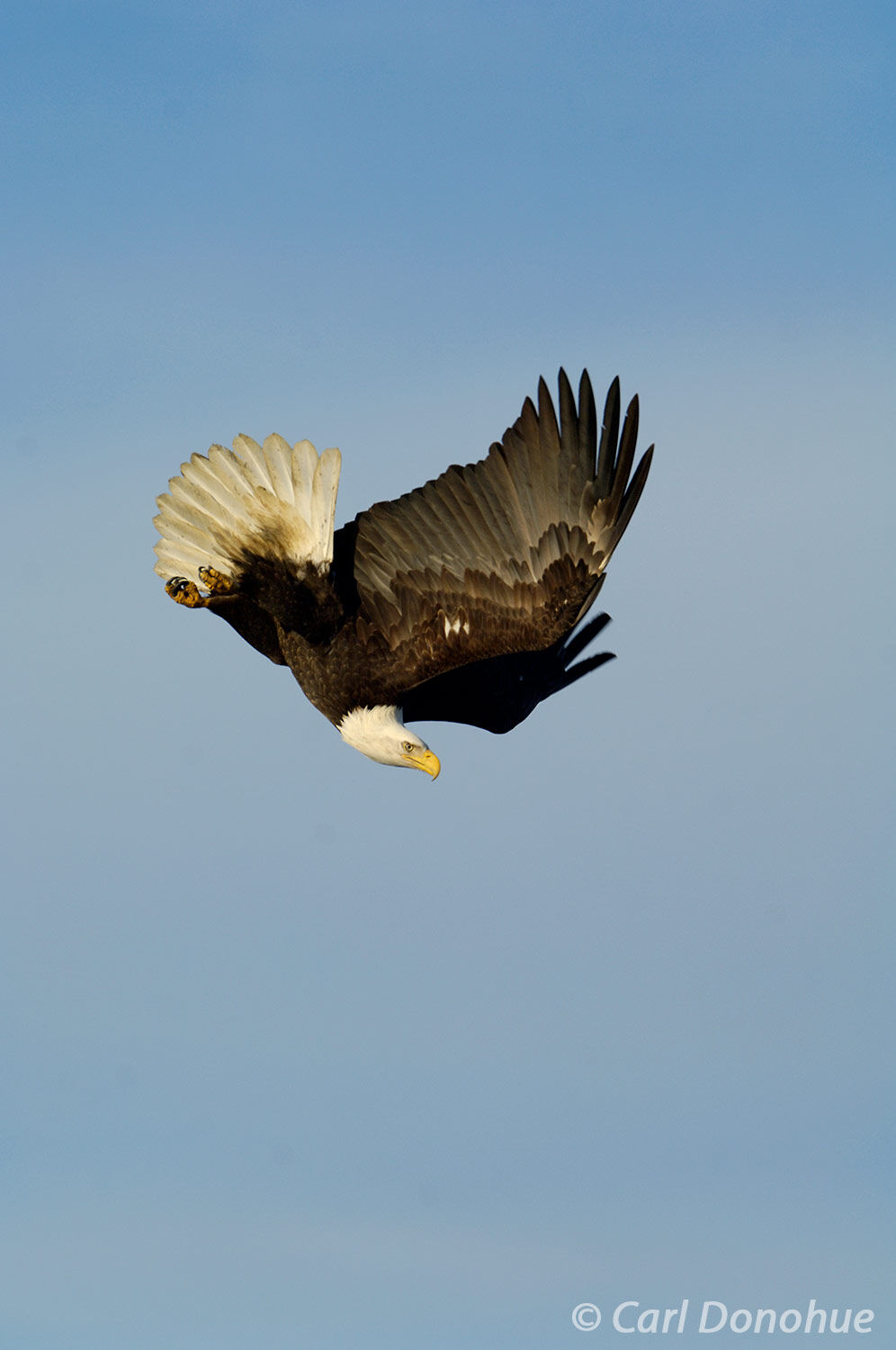 A bald eagle flies over the water in search of fish in Kachemak Bay. Bald eagle fishing in Kachemak Bay, near Homer, Alaska....