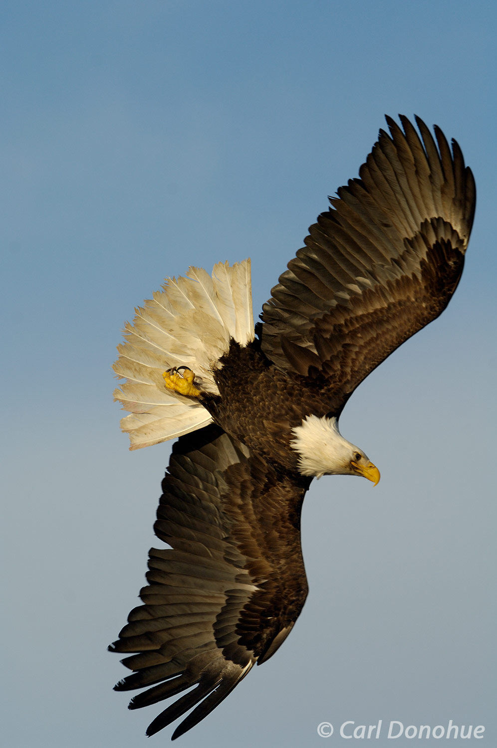 A bald eagle flies over the water in search of its next meal in Kachemak Bay, Alaska. Bald eagle fishing in Kachemak Bay, near...