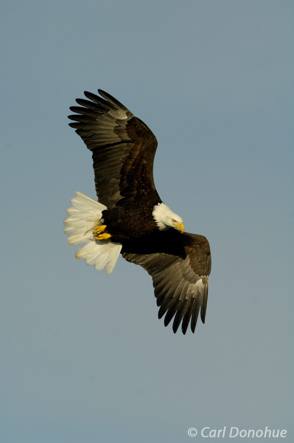 An adult bald eagle searches for fish in the waters of Kachemak Bay, Alaska. Bald eagle fishing in Kachemak Bay, near Homer...