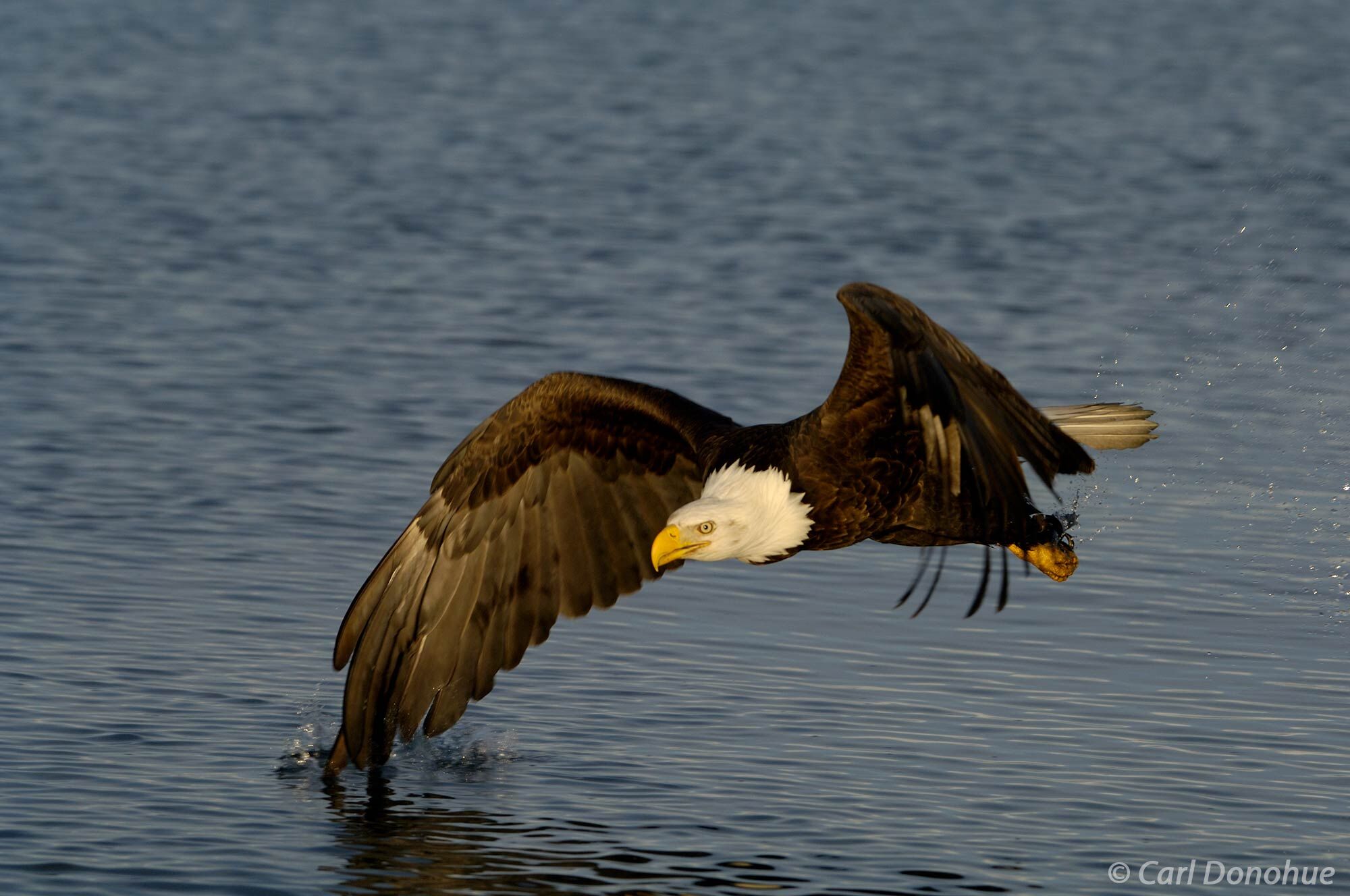 The bald eagle surveys the water for its next meal in Kachemak Bay, Alaska. Bald eagle fishing in Kachemak Bay, near Homer, Alaska...