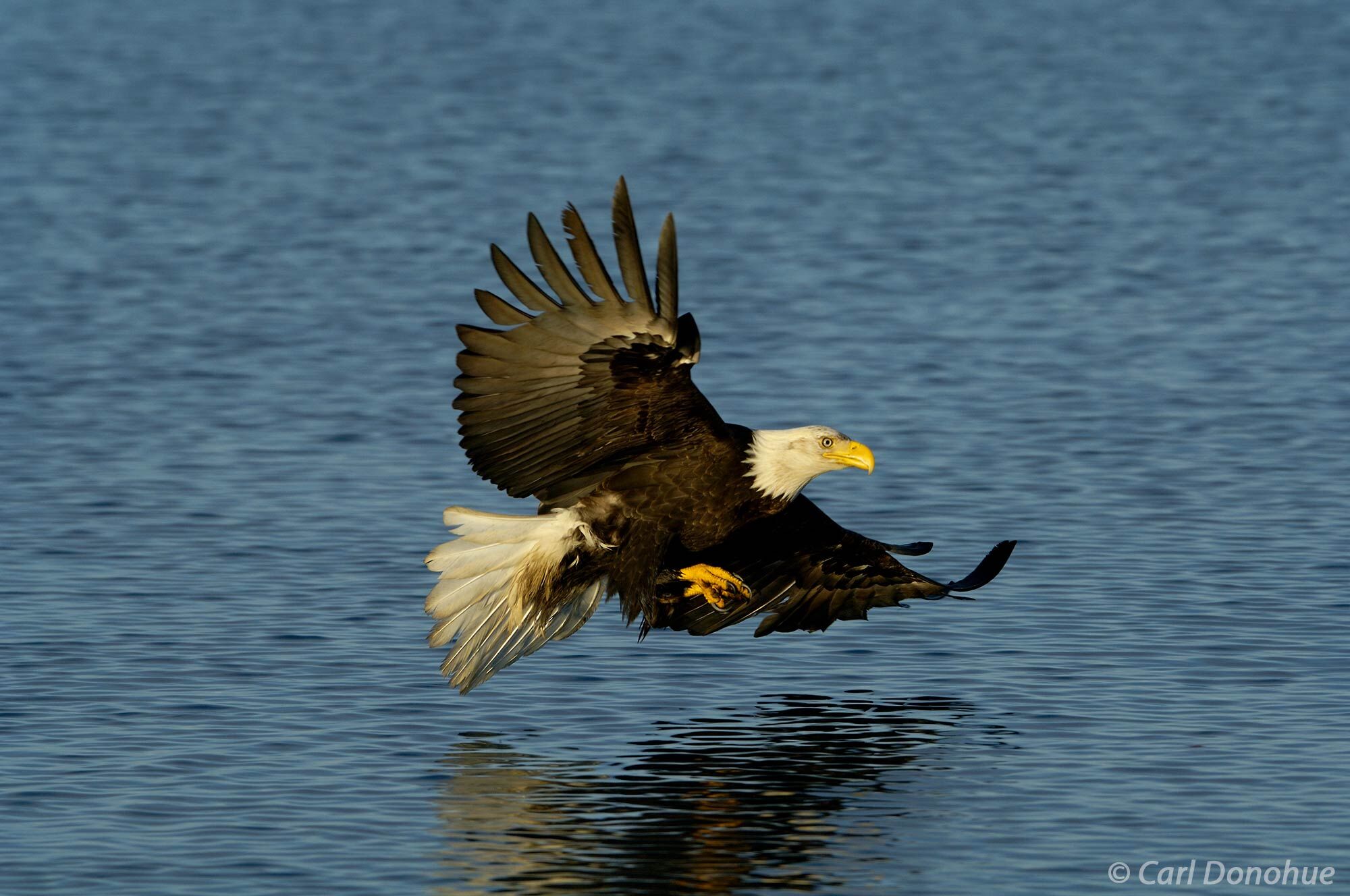 An adult bald eagle flies over the water in search of fish in Kachemak Bay, Alaska. Bald eagle fishing in Kachemak Bay, near...