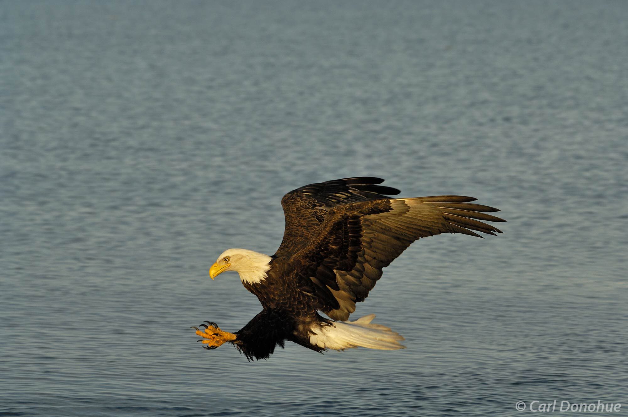 With its wings spread wide, this bald eagle slides in to snatch a fish from the water. A symbol of American strength and freedom...