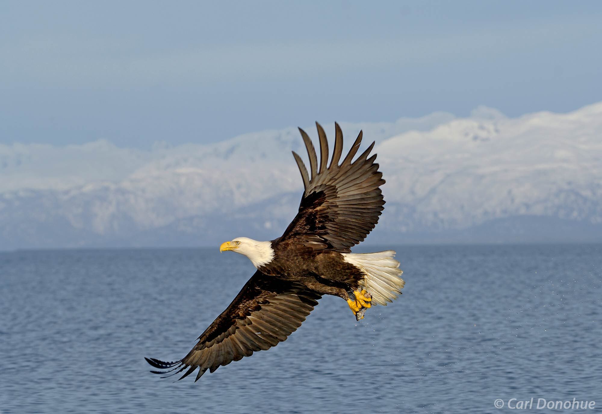 A mature bald eagle after successfully catches a fish in Kachemak Bay, Alaska. Bald eagle fishing in Kachemak Bay, near Homer...