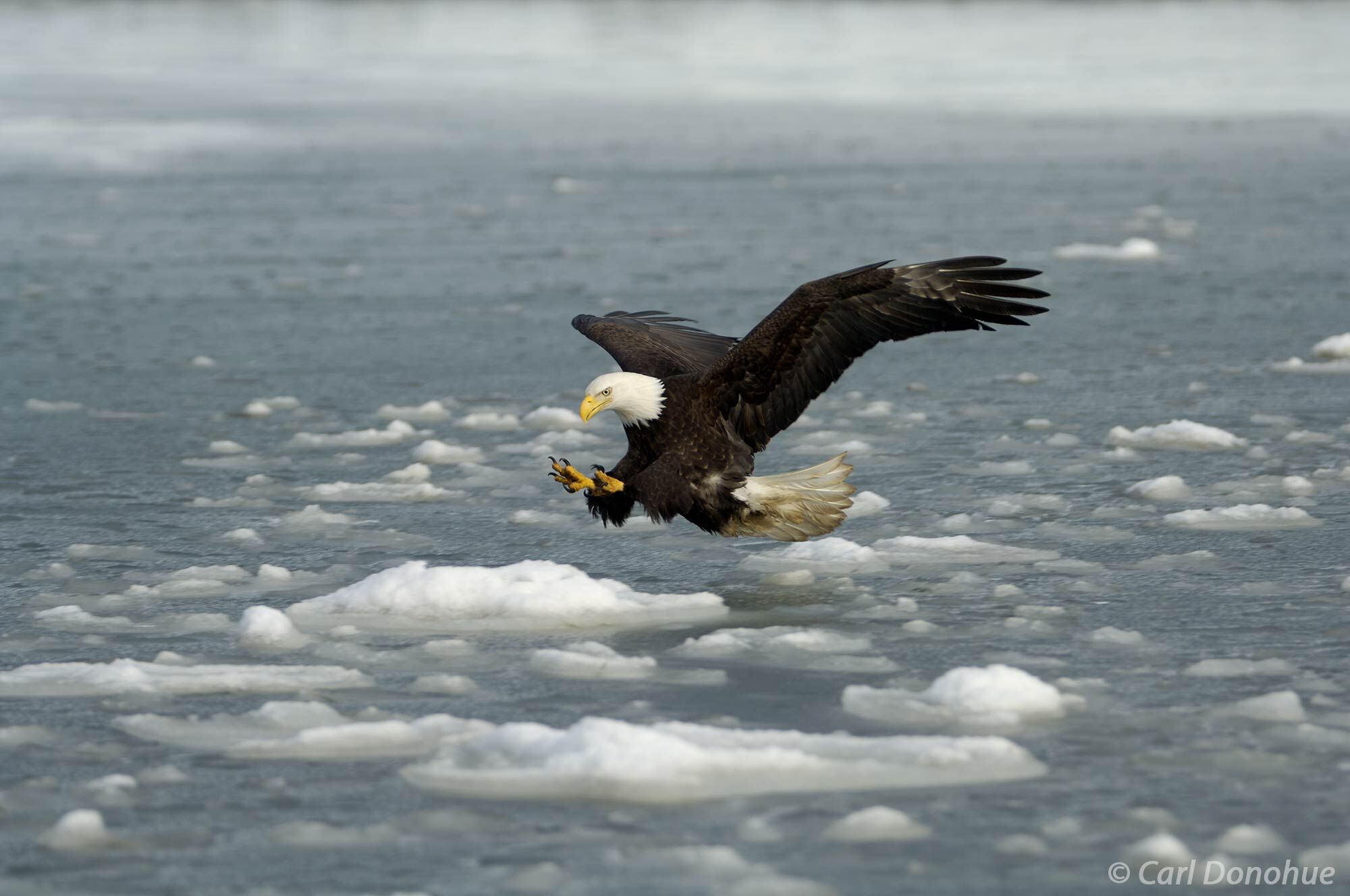 An adult bald eagle gracefully swoops down among the icebergs to catch a fish in Kachemak Bay, Alaska. Bald eagle fishing in...