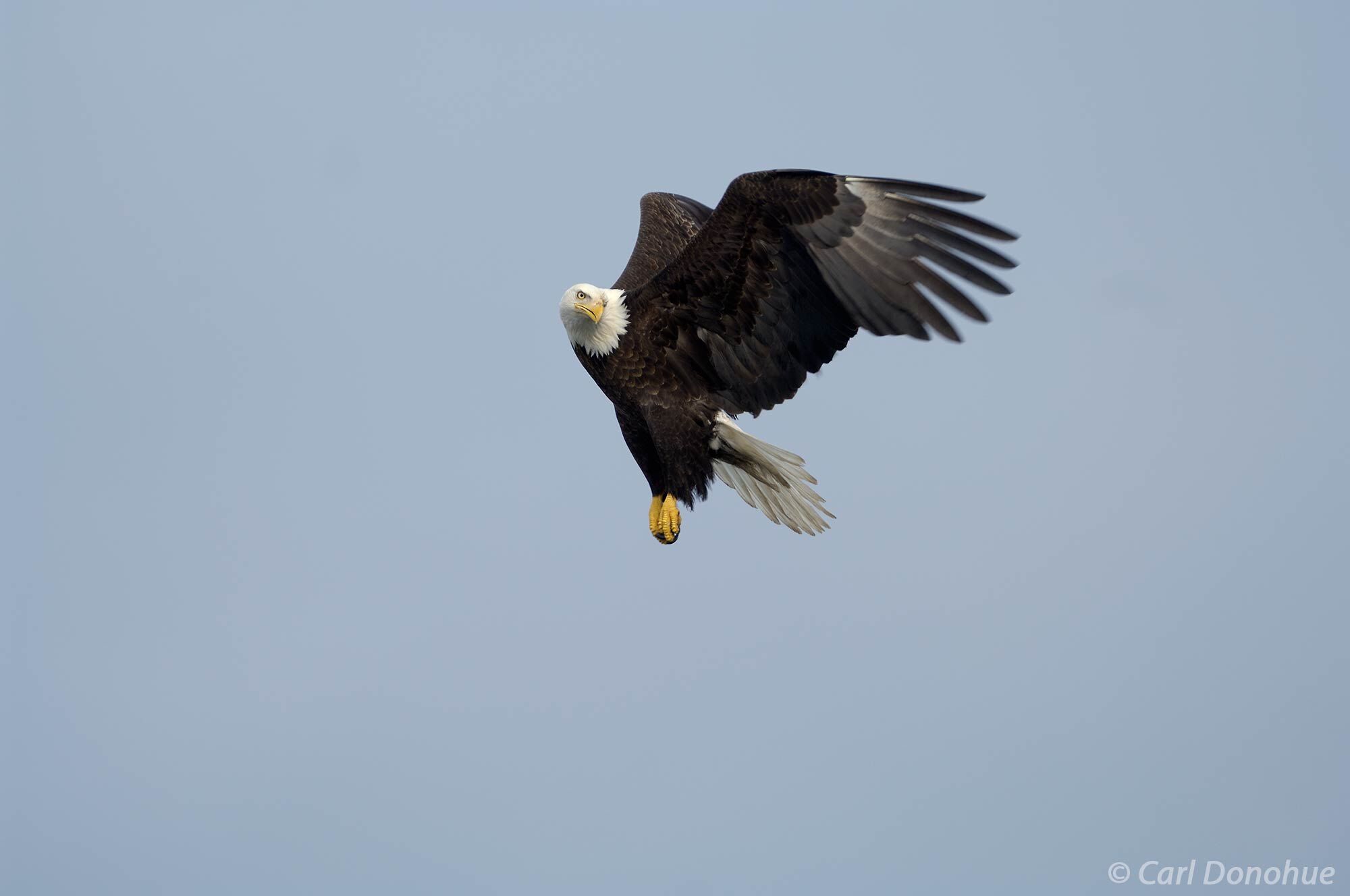 Haliaeetus leucocephalus, or bald eagle, patrols the waters of Kachemak Bay in search of fish. Bald eagle fishing in Kachemak...