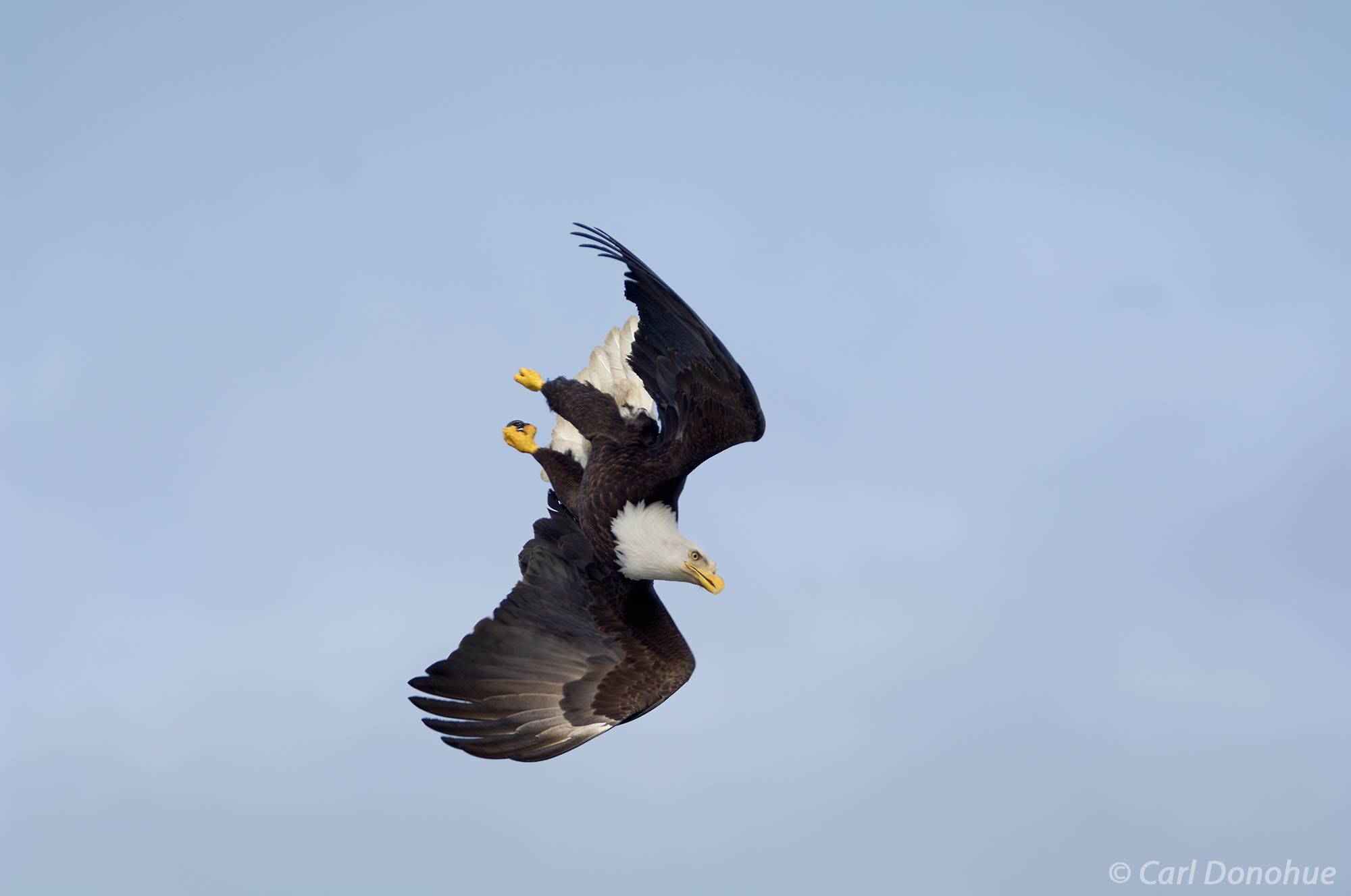 The Haliaeetus leucocephalus, or bald eagle, flies above the waters of Kachemak Bay in search of fish. Bald eagle fishing in...