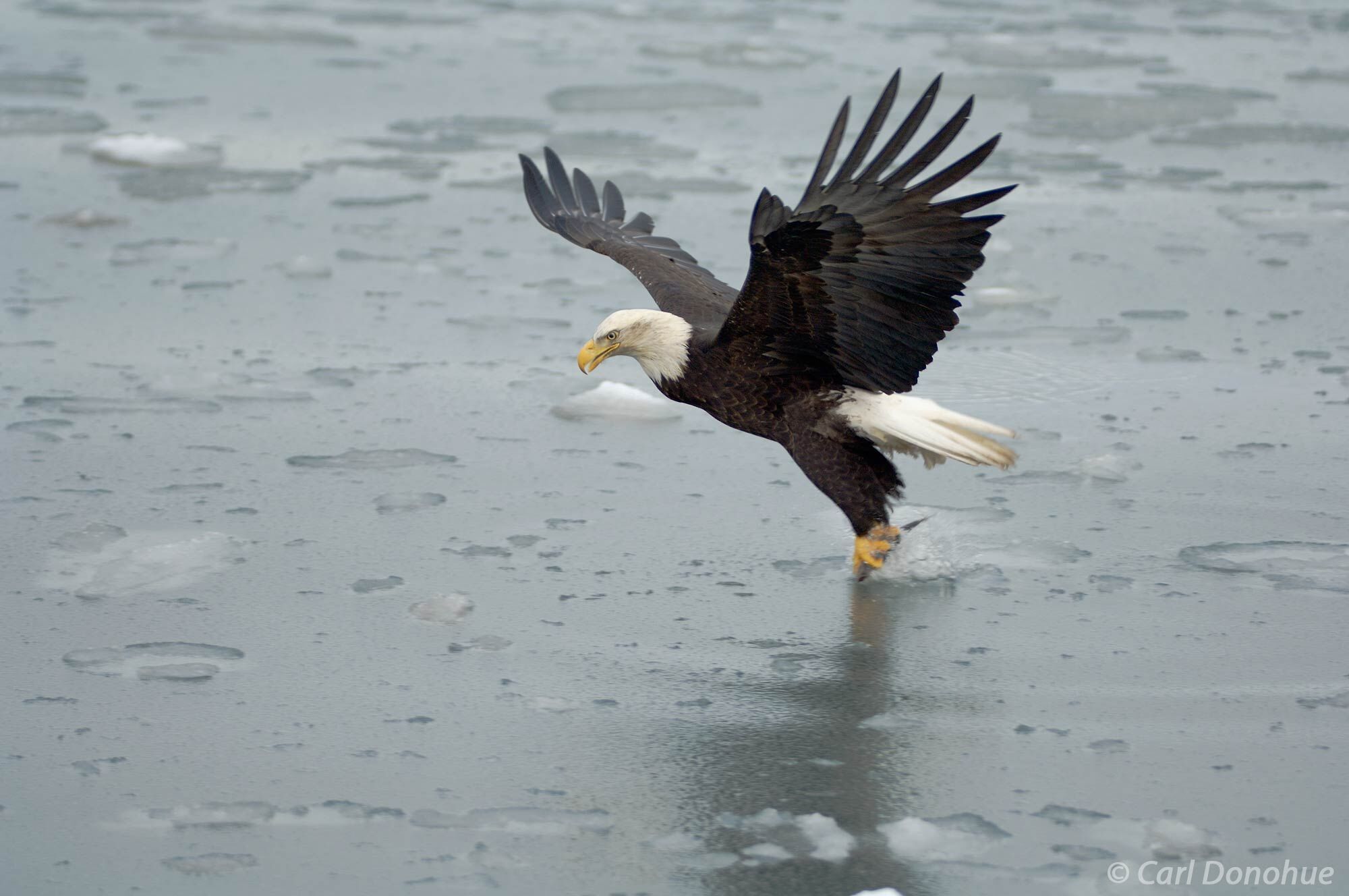 A bald eagle deftly catches a fish in the waters of Kachemak Bay, near Homer, Alaska. The powerful bird of prey gracefully snatches...