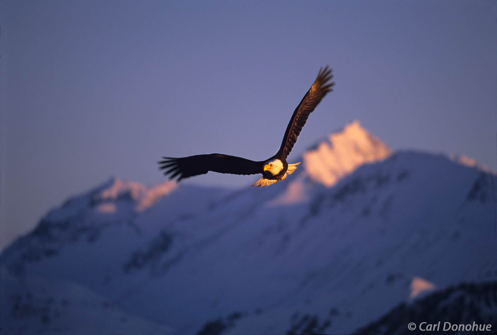At sunset a mature bald eagle soared against the Kachemak Bay State Park mountains, near Homer, Alaska.  Haliaeetus leucocephalus...