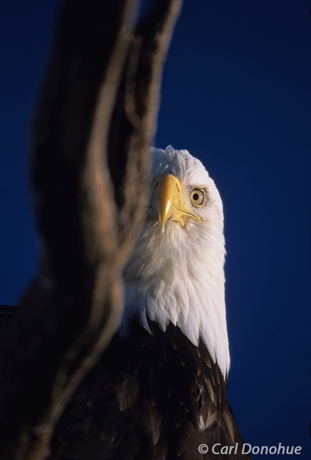An adult Bald Eagle, Portrait, on perch, Homer, Alaska.  The bald eagle's keen eyesight allows it to spot its prey from great...