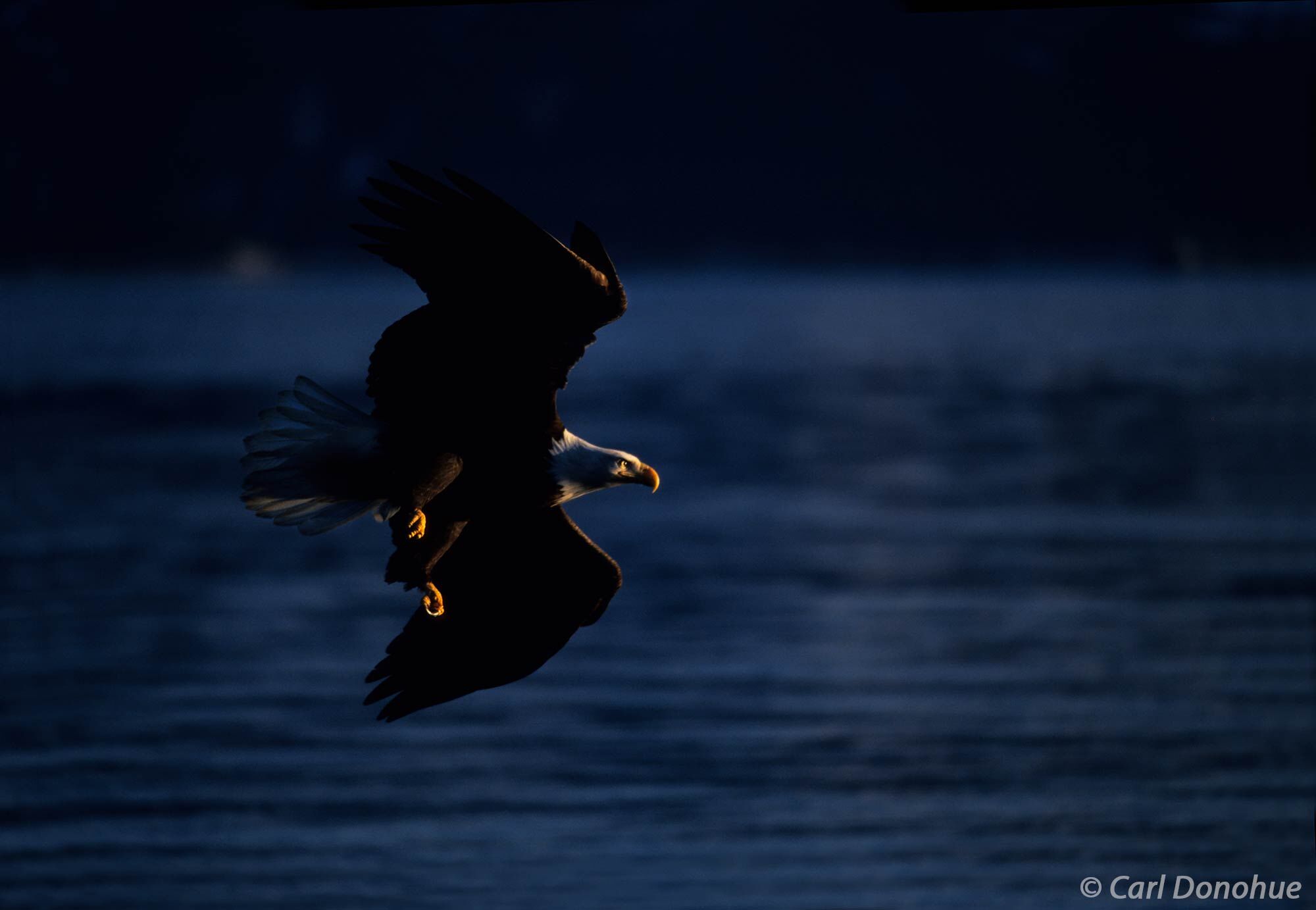 Backlit Bald Eagle Fishing, splashed with light, Homer, Alaska. The bald eagle's striking appearance, with its white head and...