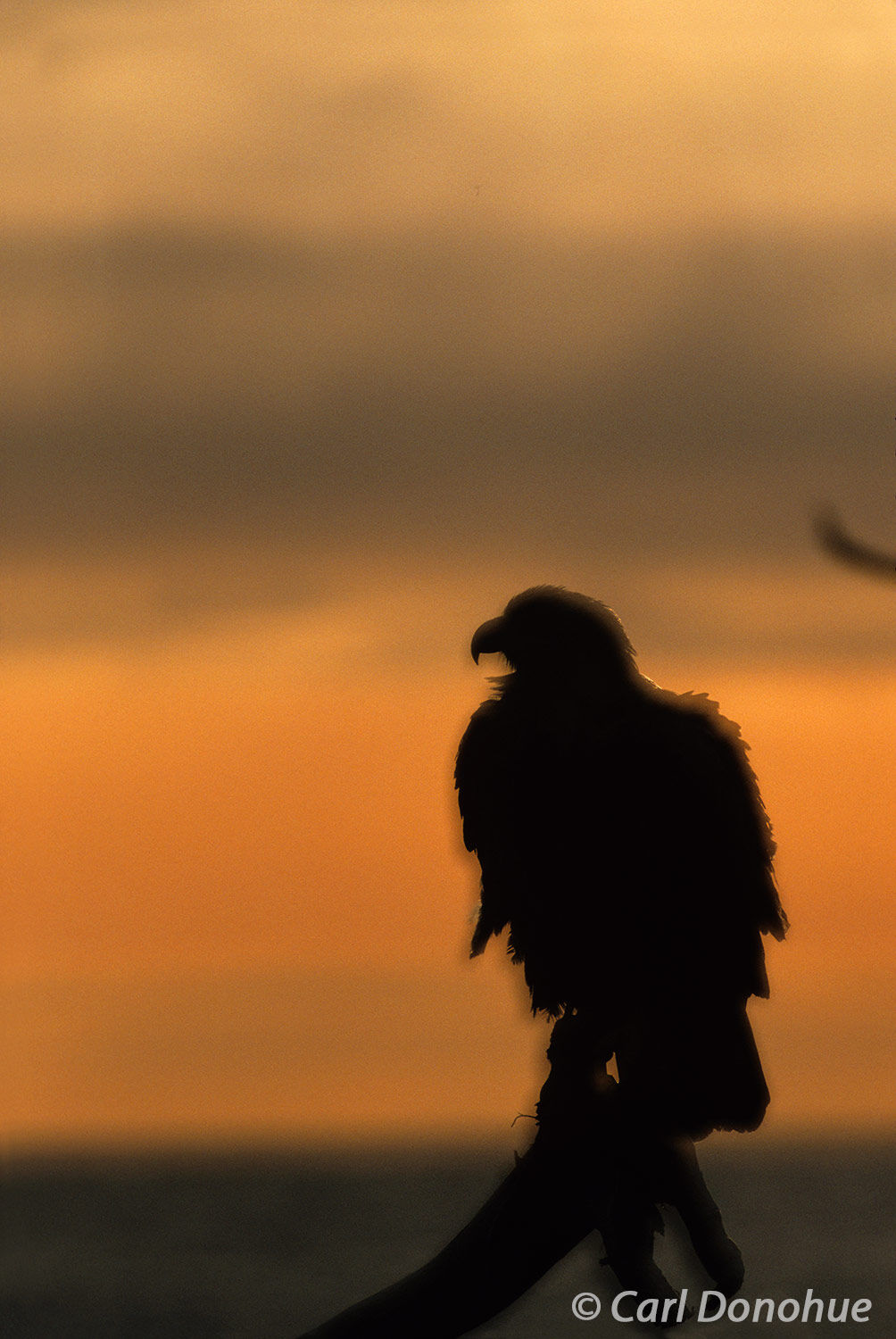Bald Eagle, double exposure of a silhouetted eagle, against the sunset over Kachemak Bay, on perch, Homer, Alaska.  Haliaeetus...