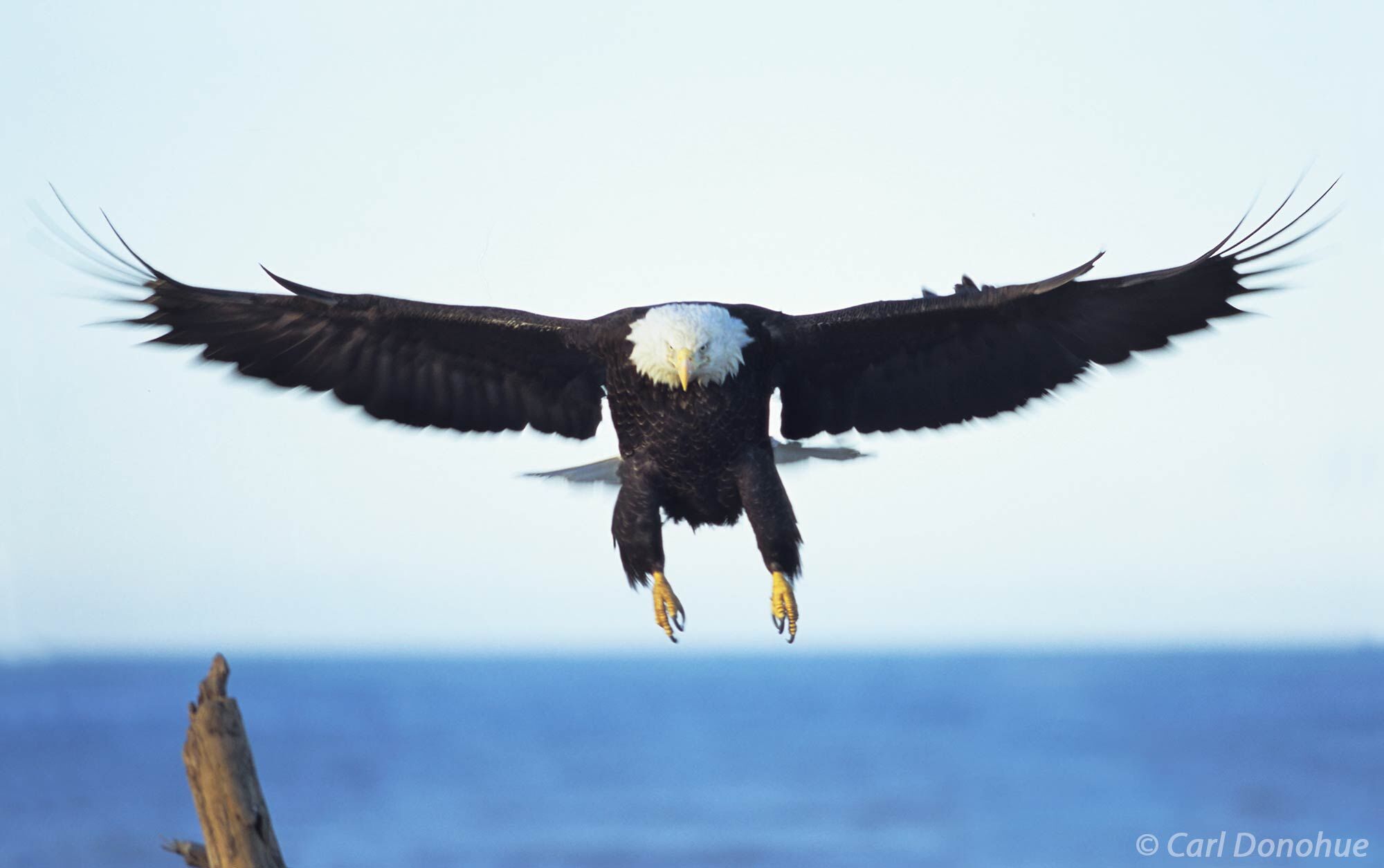 Adult Bald Eagle coming in for landing, Homer, Alaska.  Haliaeetus leucocephalus.