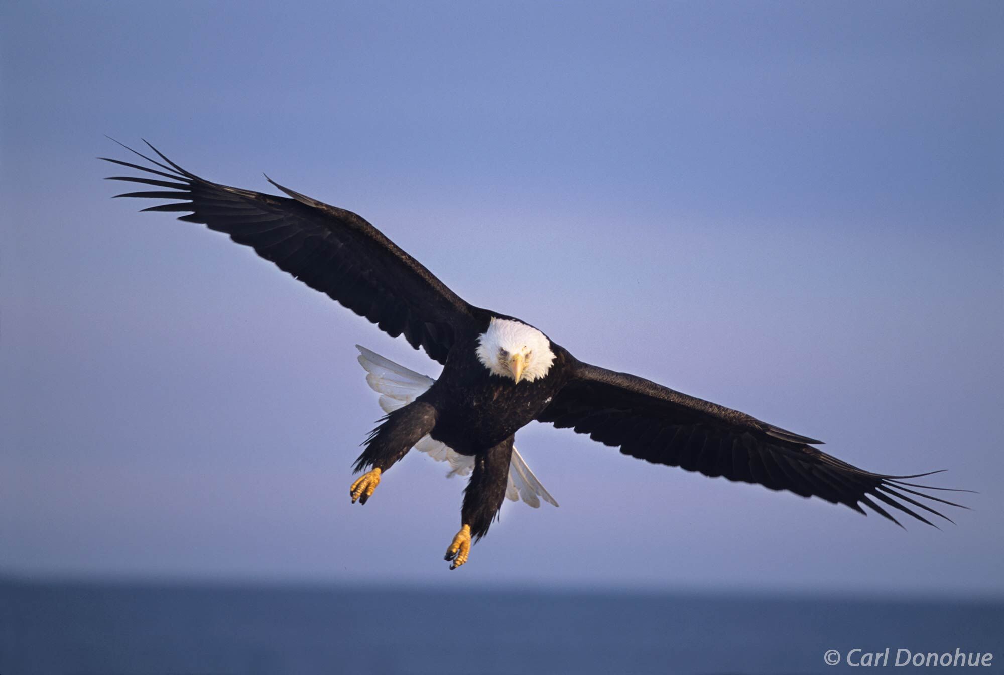 Adult Bald Eagle coming in for landing, Homer, Alaska. Haliaeetus leucocephalus.
