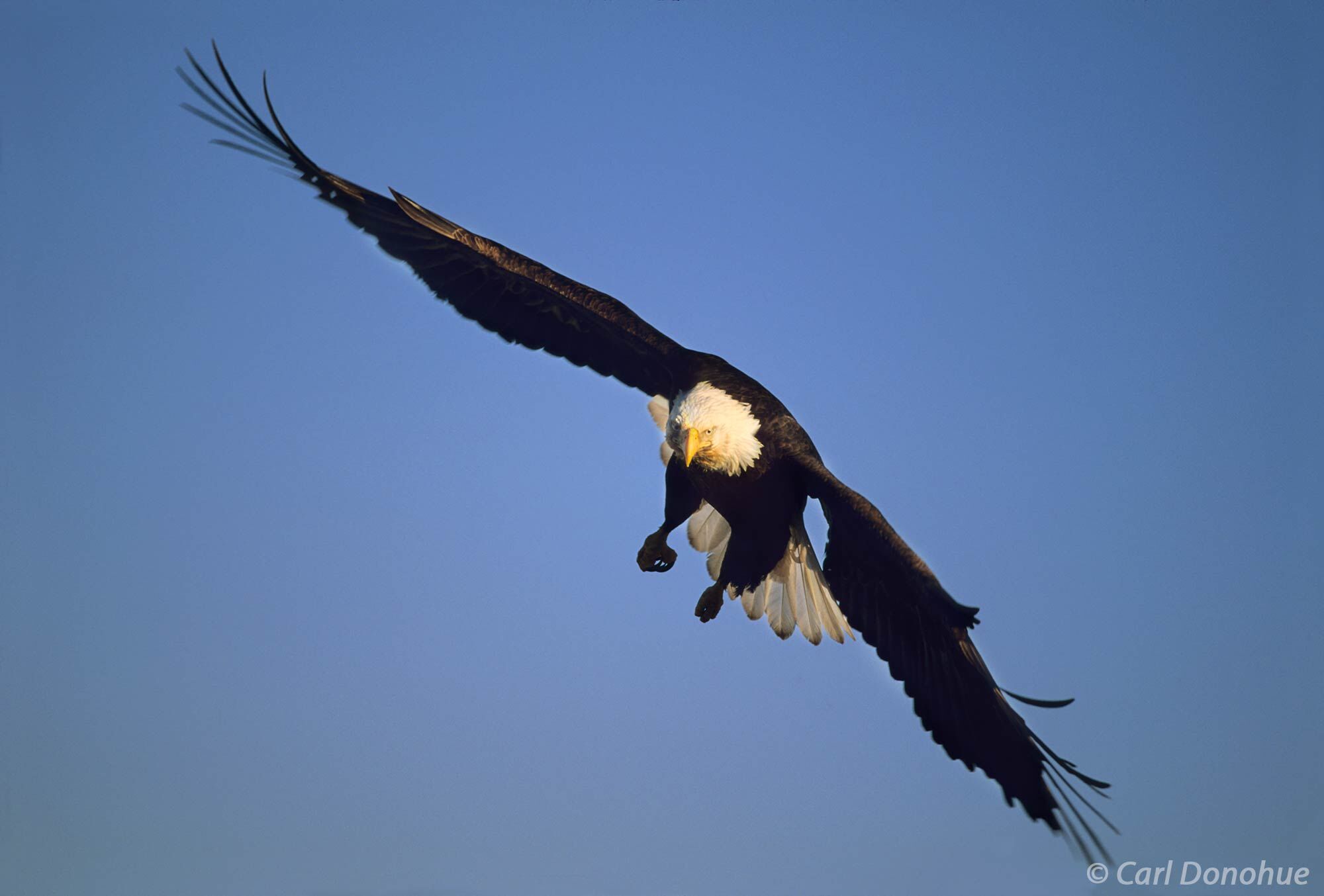 Wings spread wide, landing gear down, an adult Bald Eagle coming in for landing, Homer, Alaska. Haliaeetus leucocephalus.